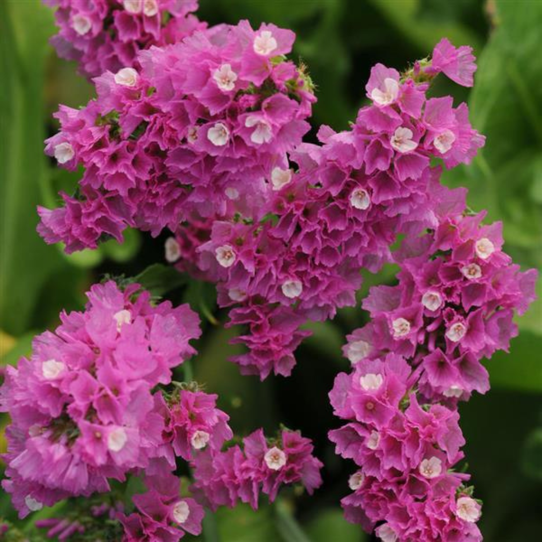 rose statice TIK 2.png