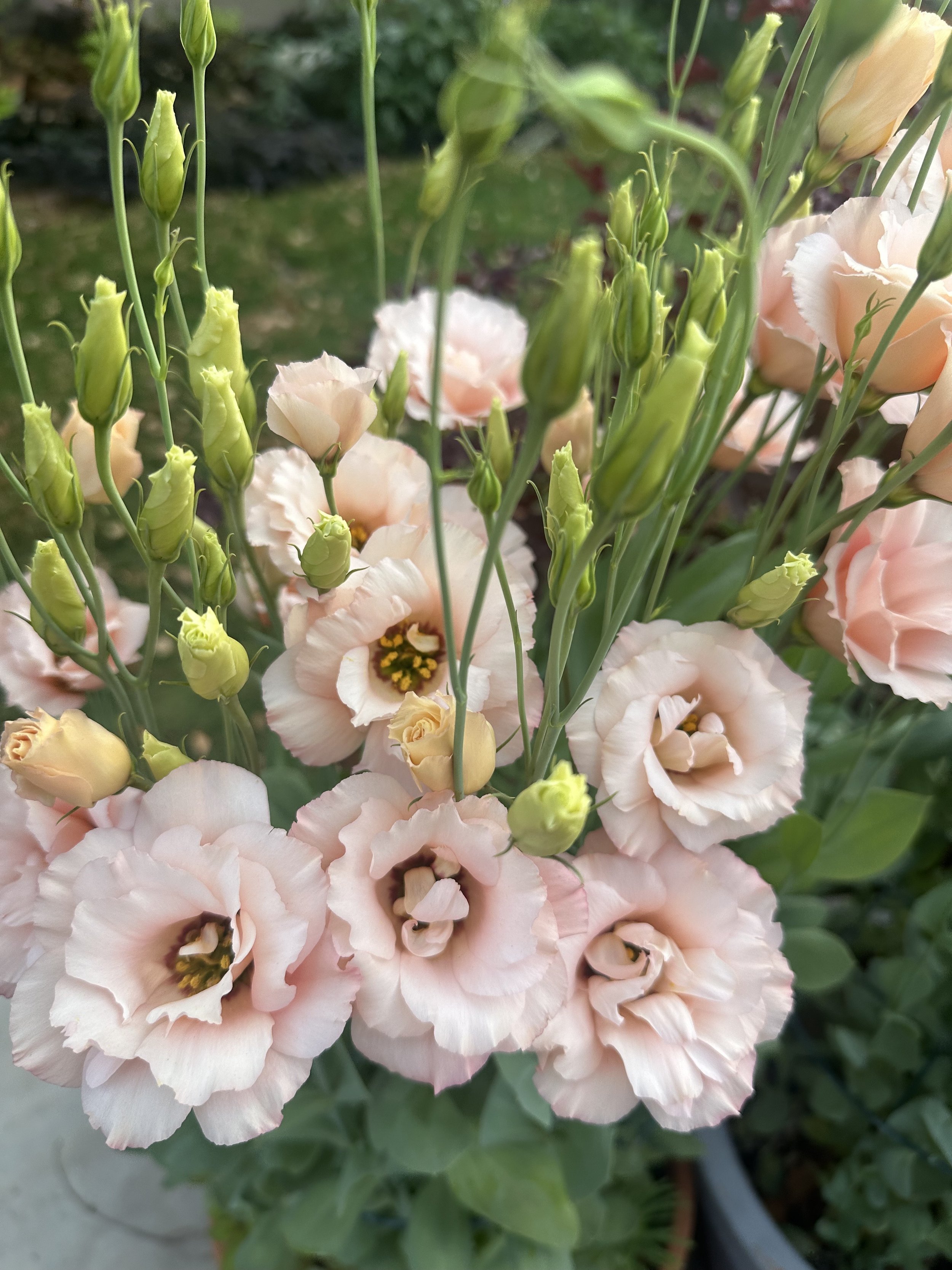areana apricot 1.jpeg
