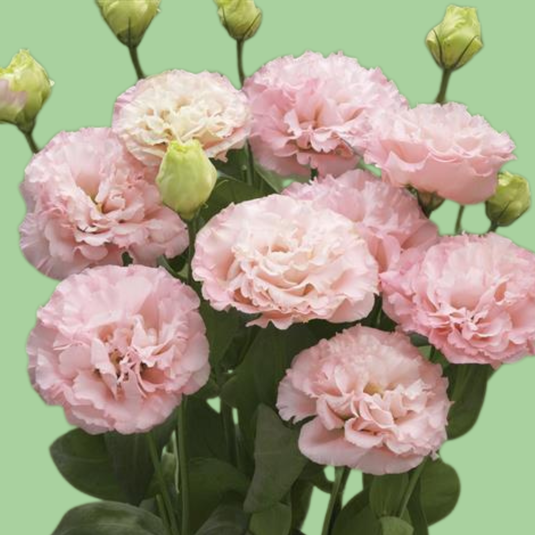 Lisianthus Corelli peach