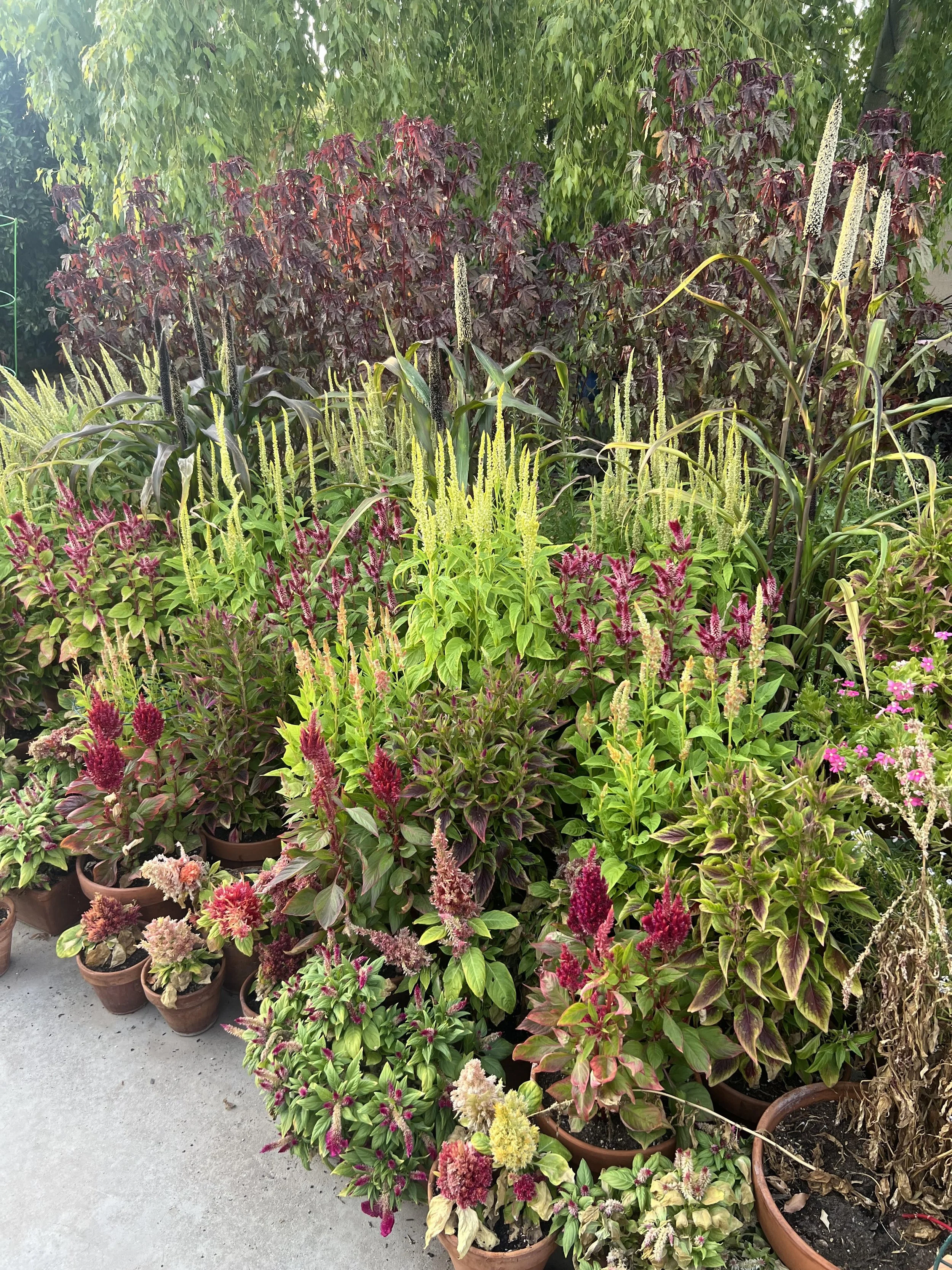 A variety of potted garden plants with colorful flowers and lush green and purple foliage, arranged outdoors on a concrete surface.