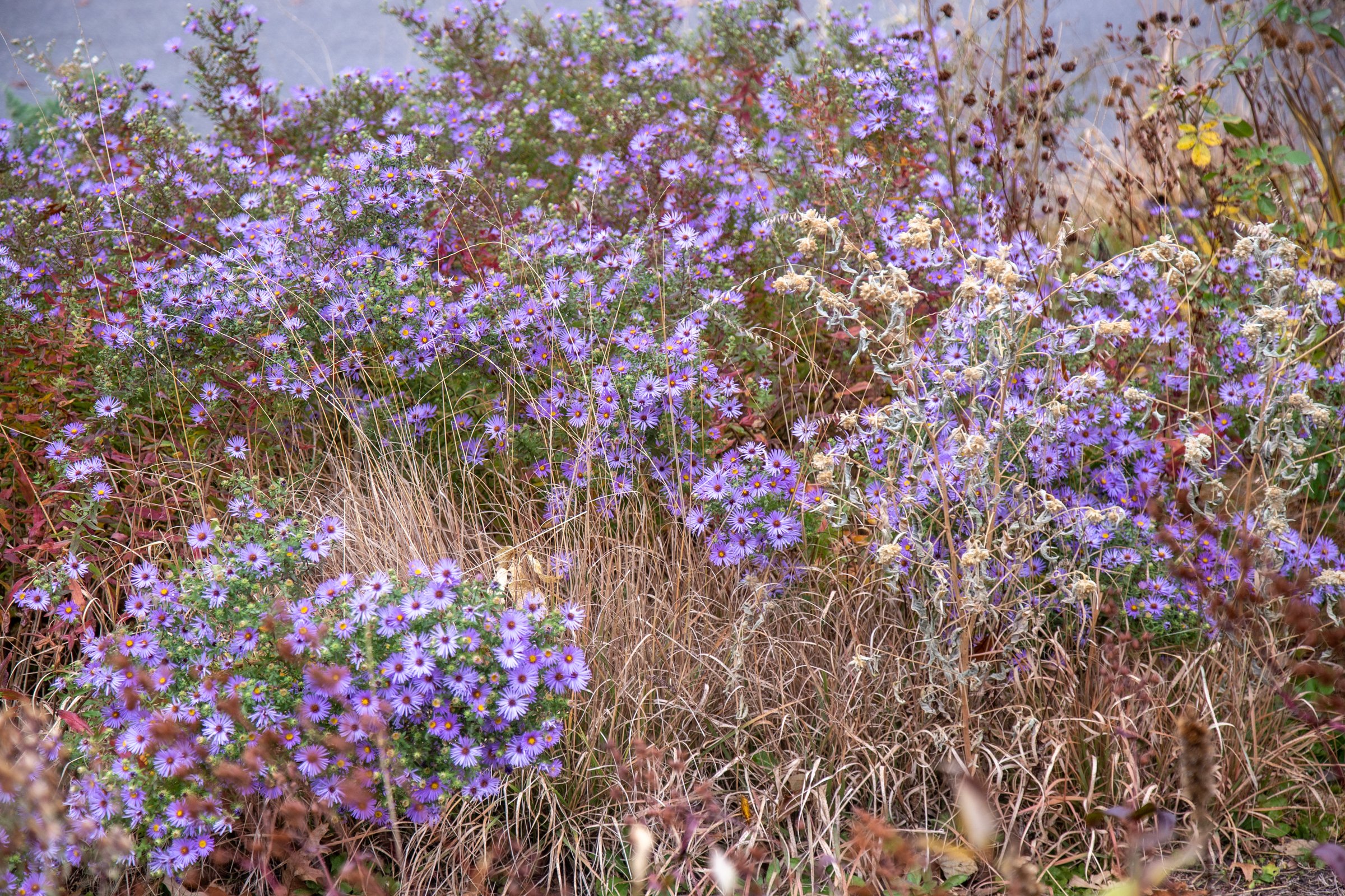 The Aster Roundup