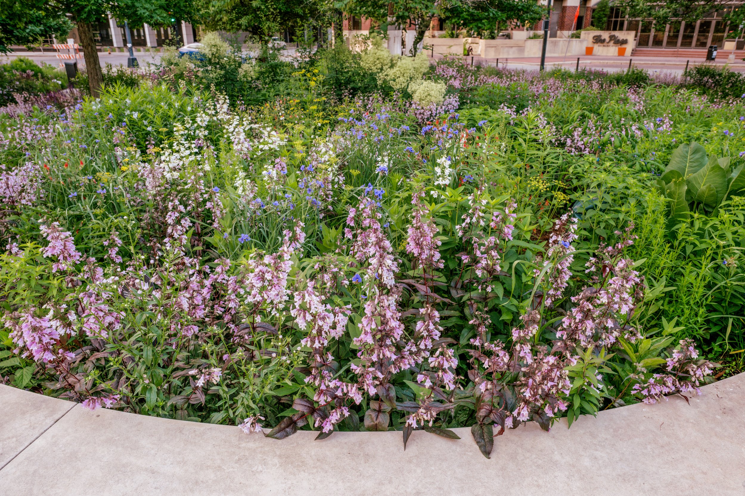 DSC_6223.jpg