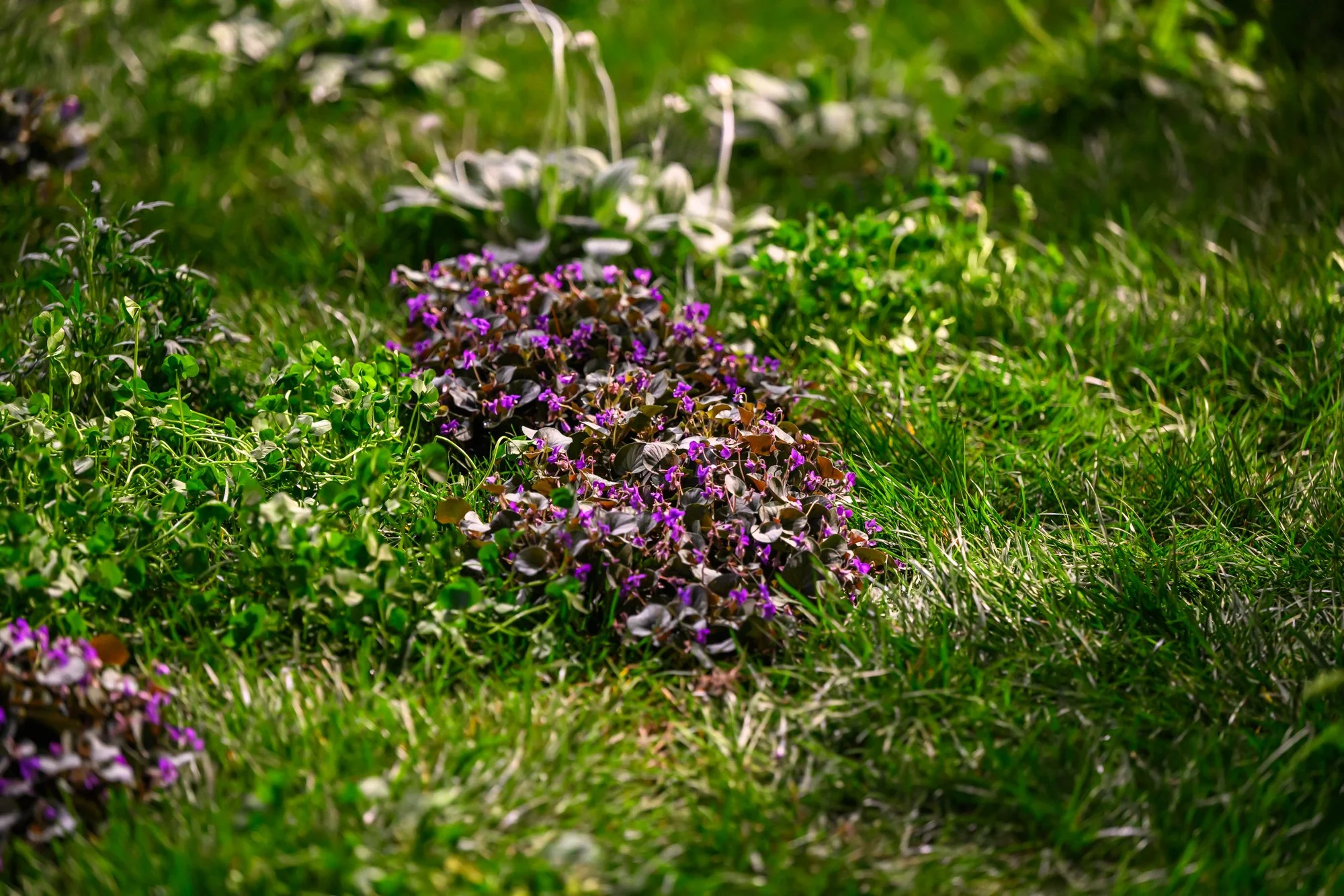 KellyDNorris Flowershow-260227-115.jpg