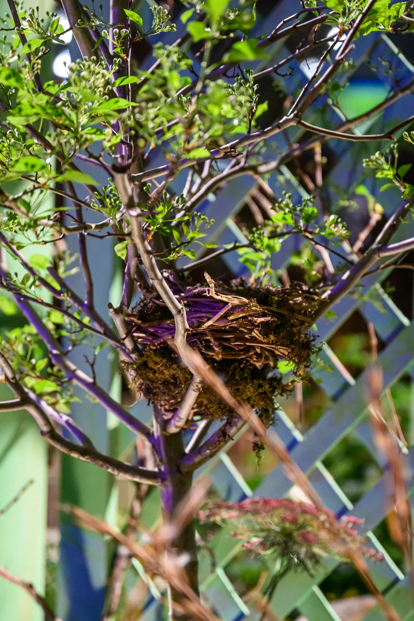 KellyDNorris Flowershow-260305-072.jpg