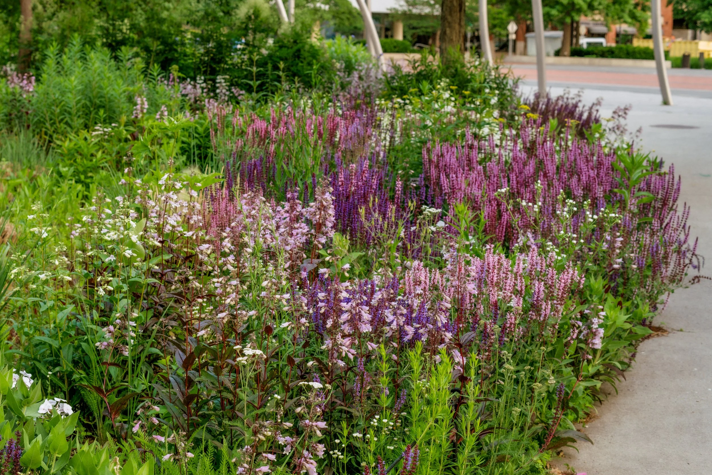 DSC_6288.jpg