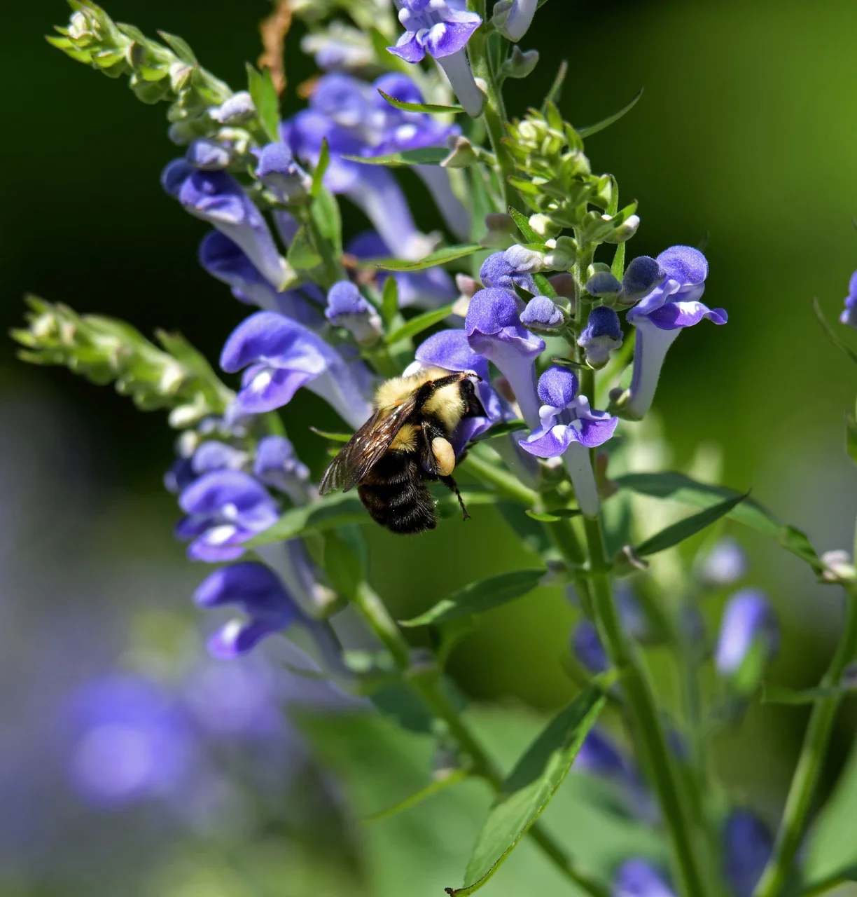 Skullcap_Fresh__25575.webp
