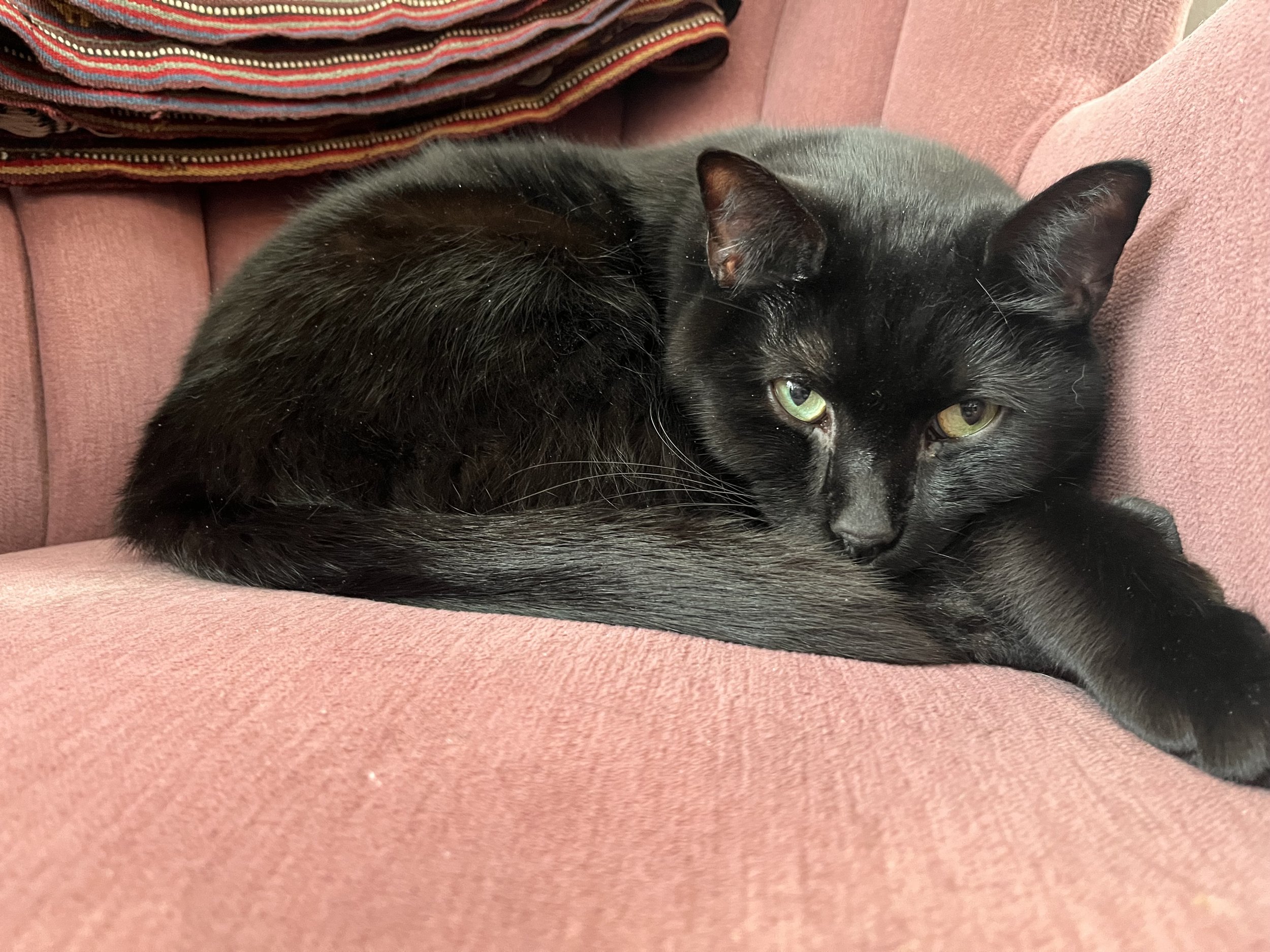 Myko the Zen Center Cat