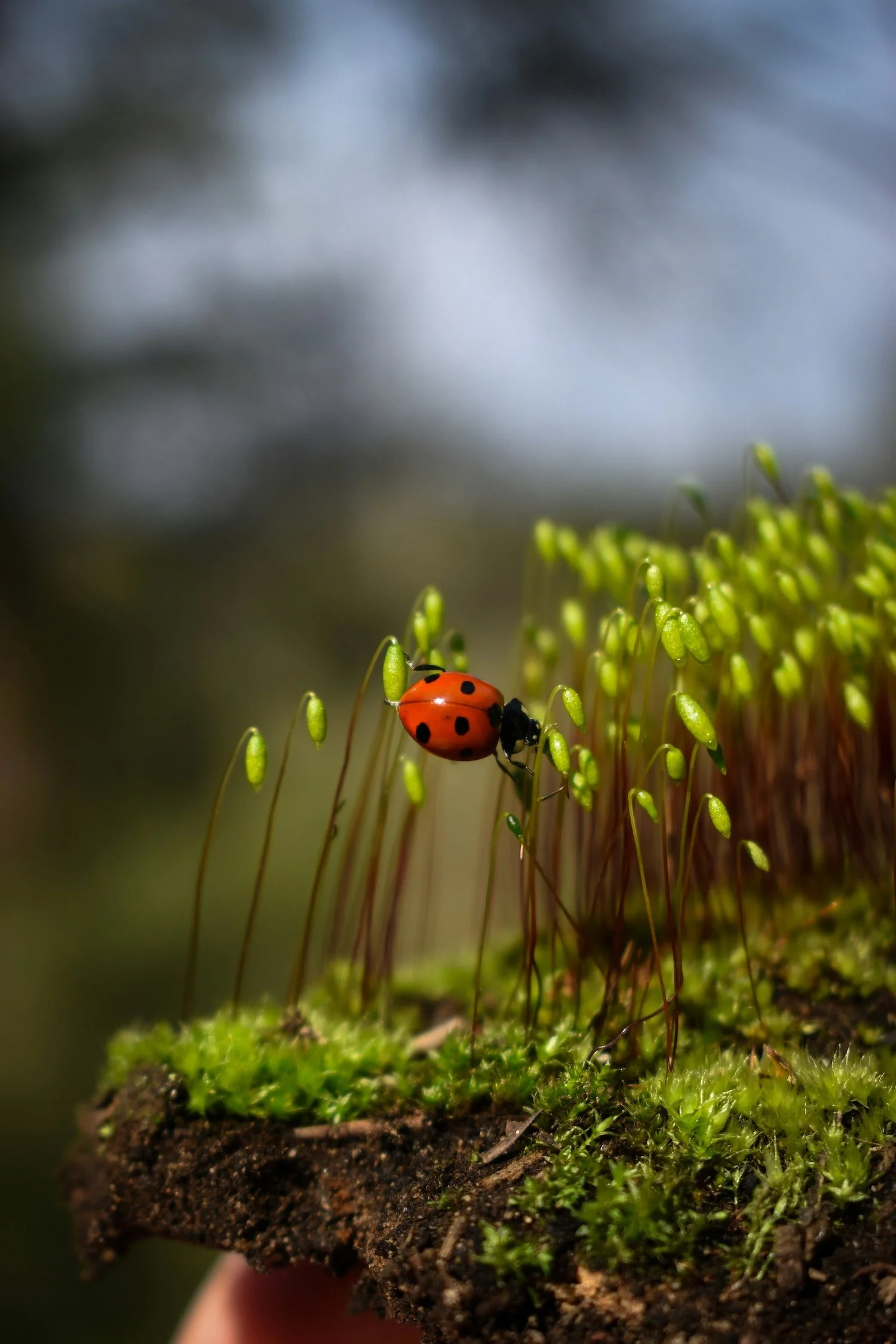 A ladybug crawls on a bed of moss