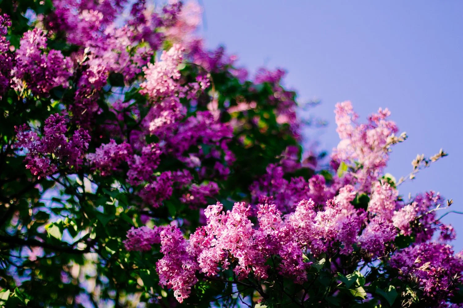 A vibrant purple flowering tree against a blue sky