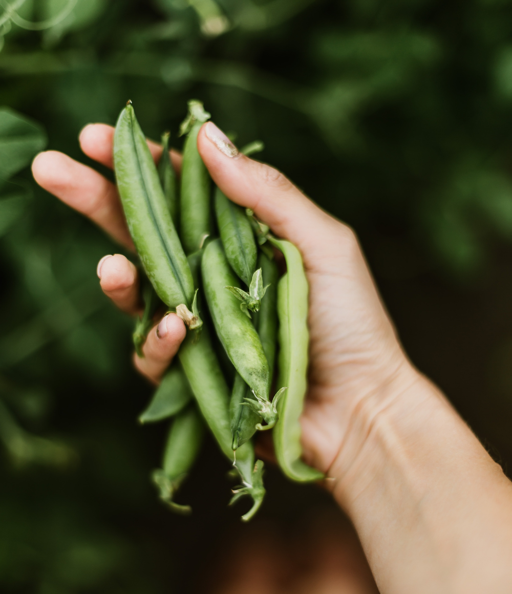 A hand holds a generous bunch of green sugar snap peas against a green background.