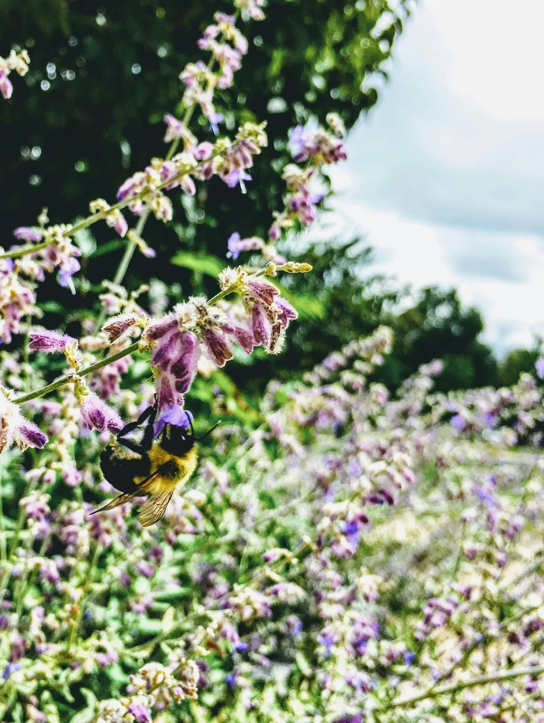 A bumblebee forages in a bed of purple flowers