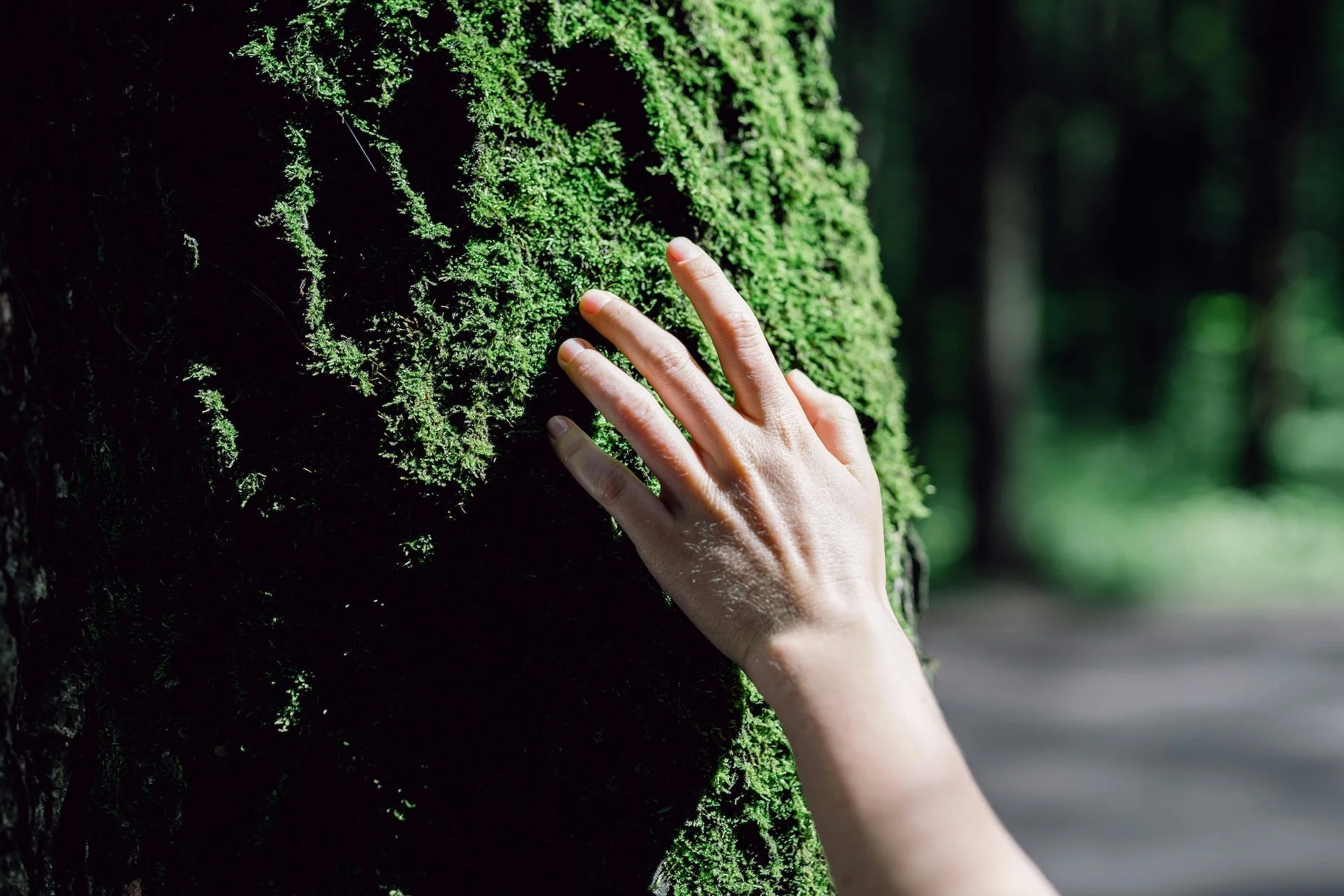 A hand touches moss on a tree trunk