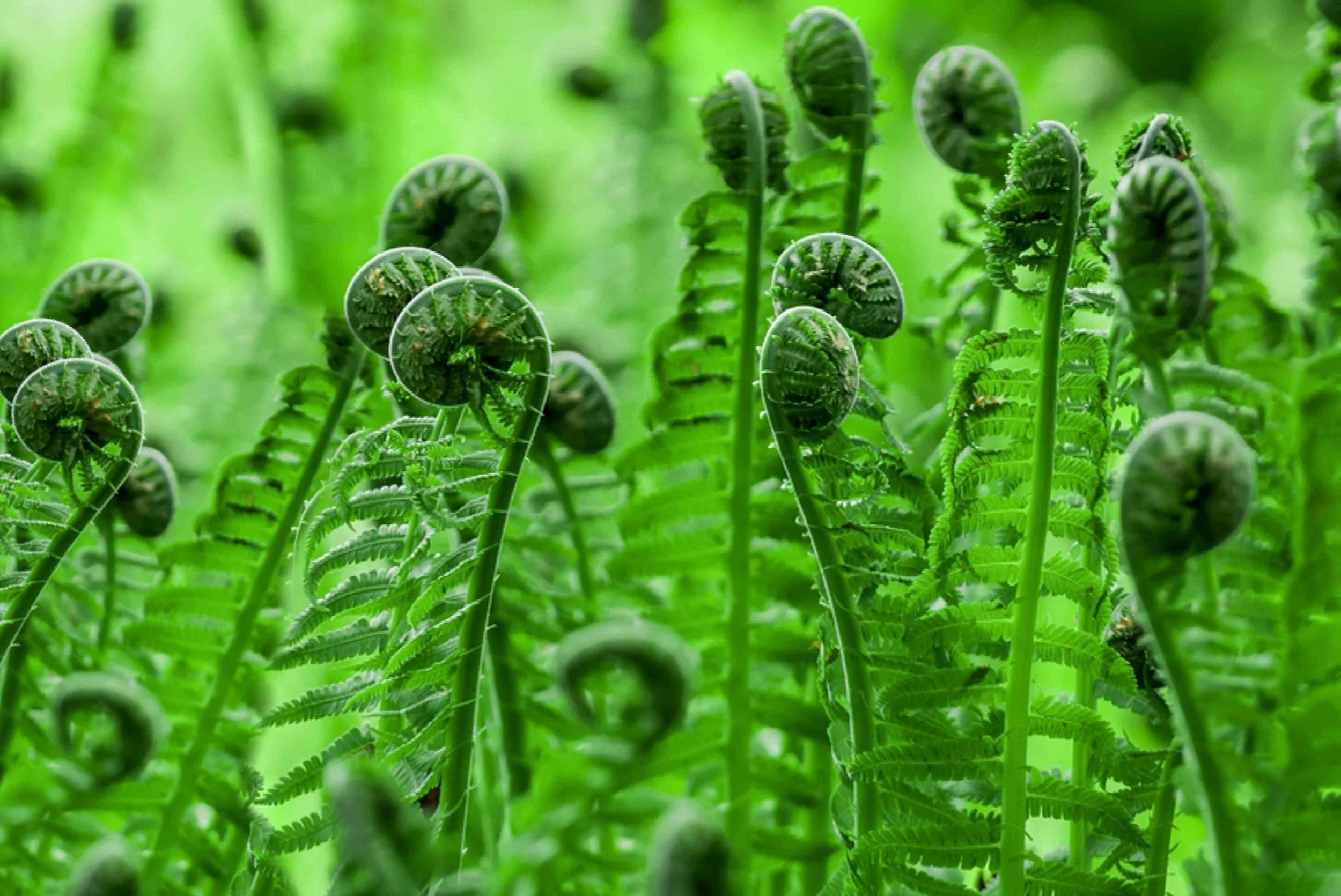 how-to-grow-organic-fiddlehead-ferns-2539638-hero-23c689cdd2b74f0c9e817cc6e710f0b8.jpg