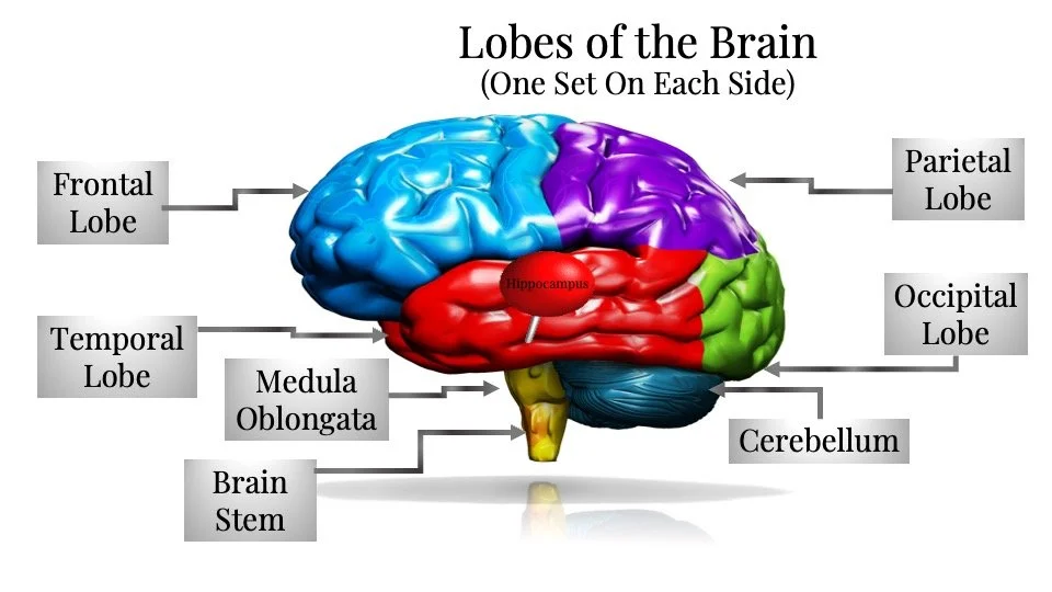 Dementia Caregiver Video Training — Tam Cummings, PhD