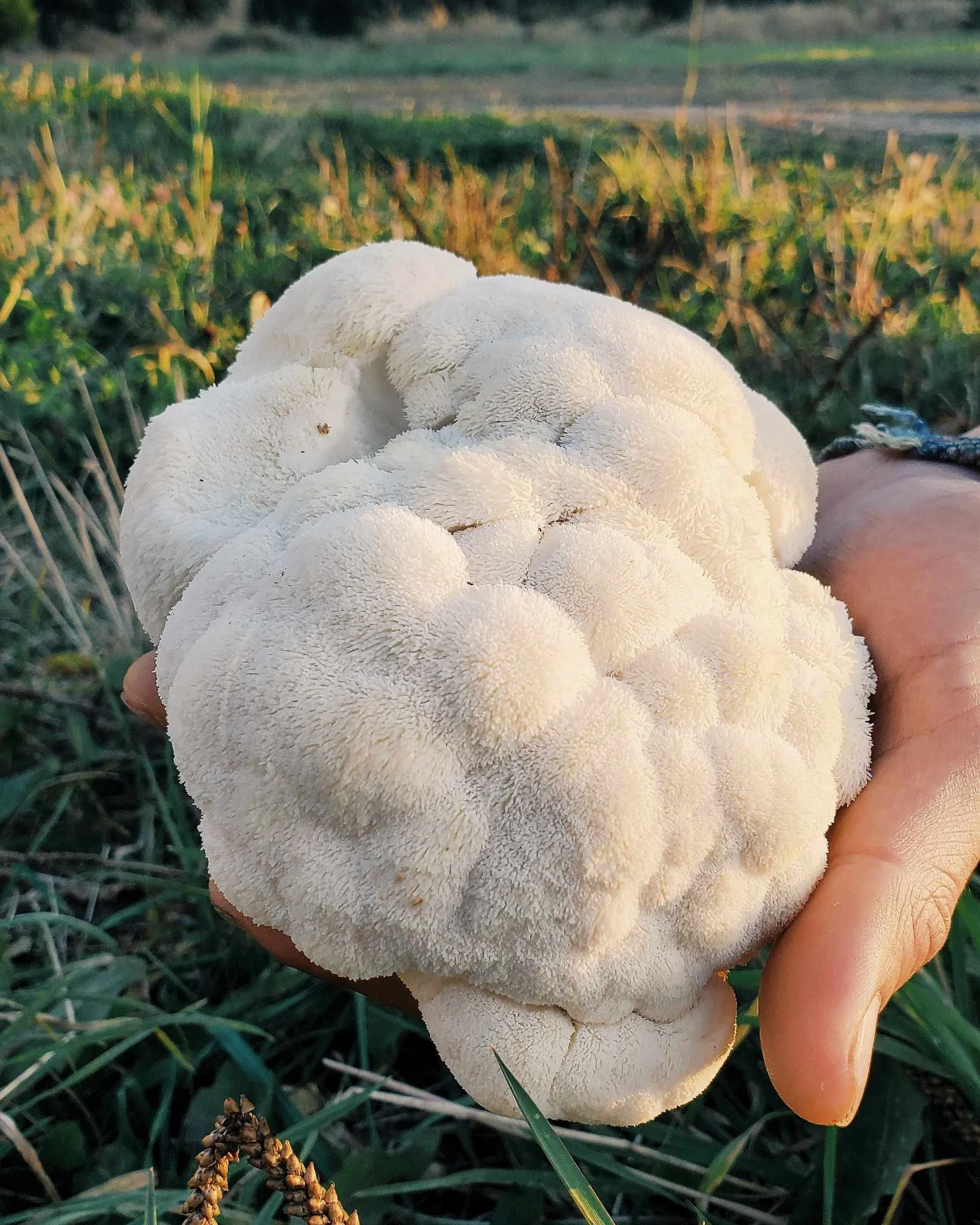 crinière de lion fraîche cultivée Sherbrooke