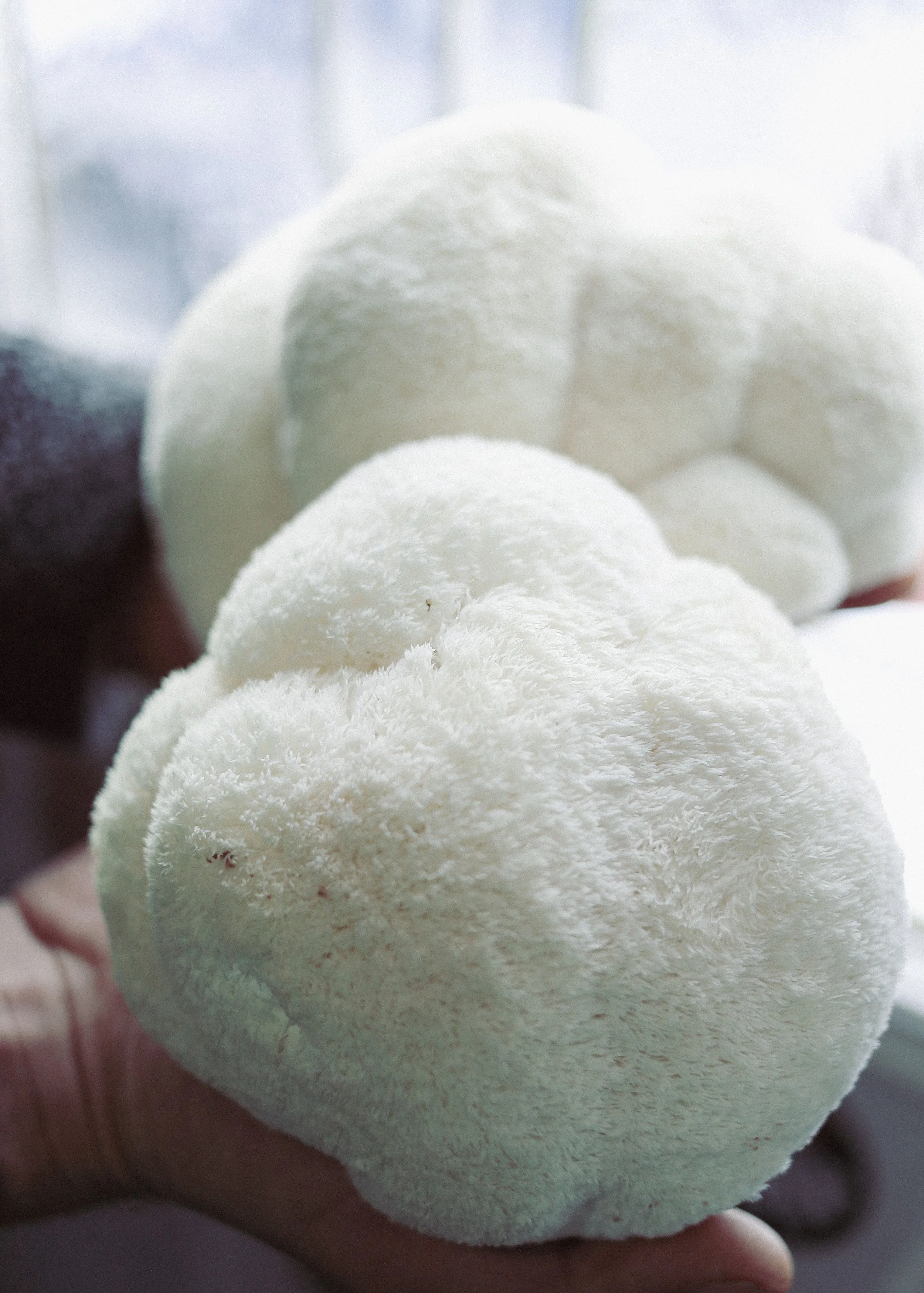 Le Lion's Mane et la quête de clarté mentale : pourquoi ce champignon arrive au bon moment.