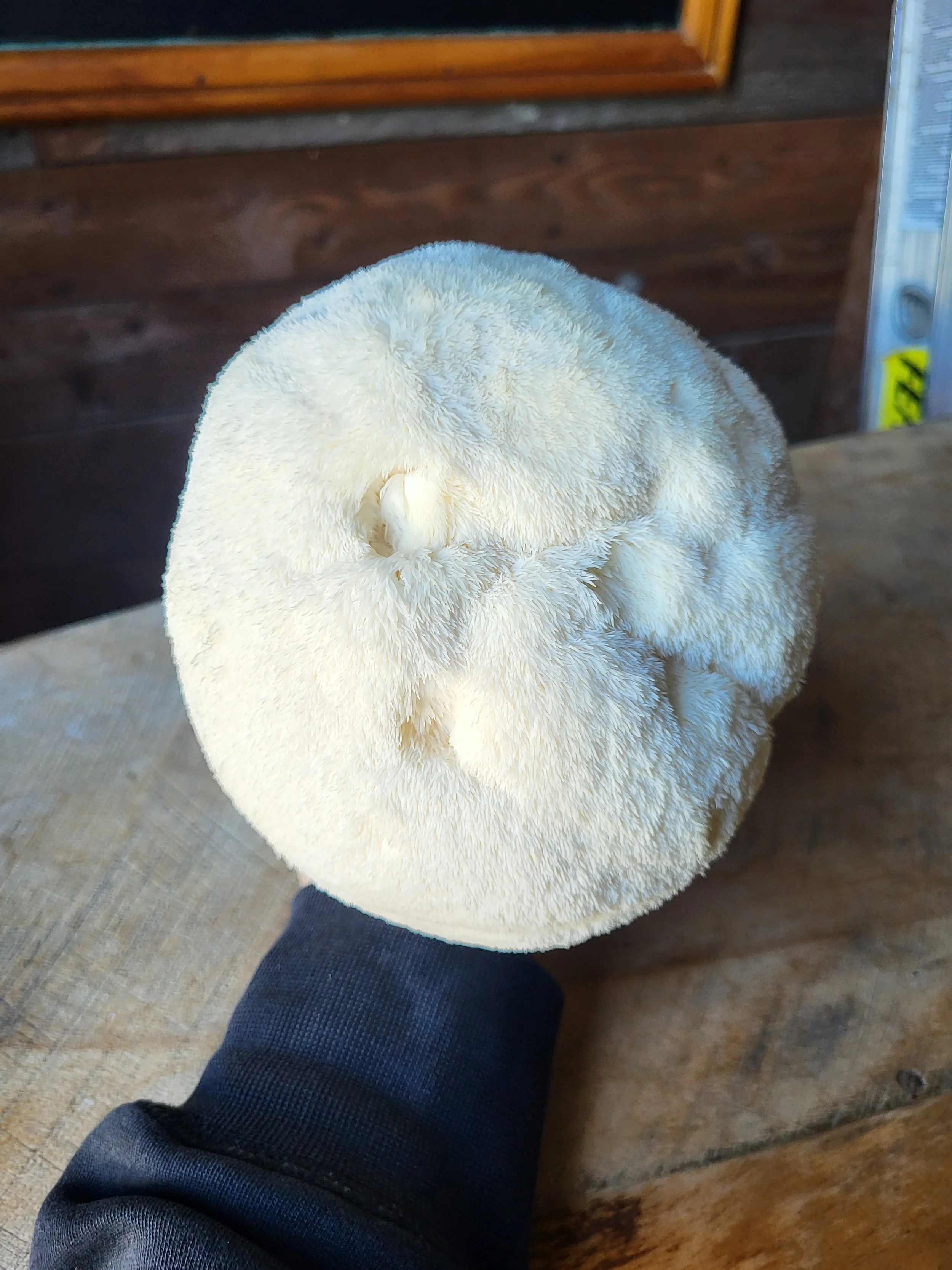 lion's mane hydne herisson