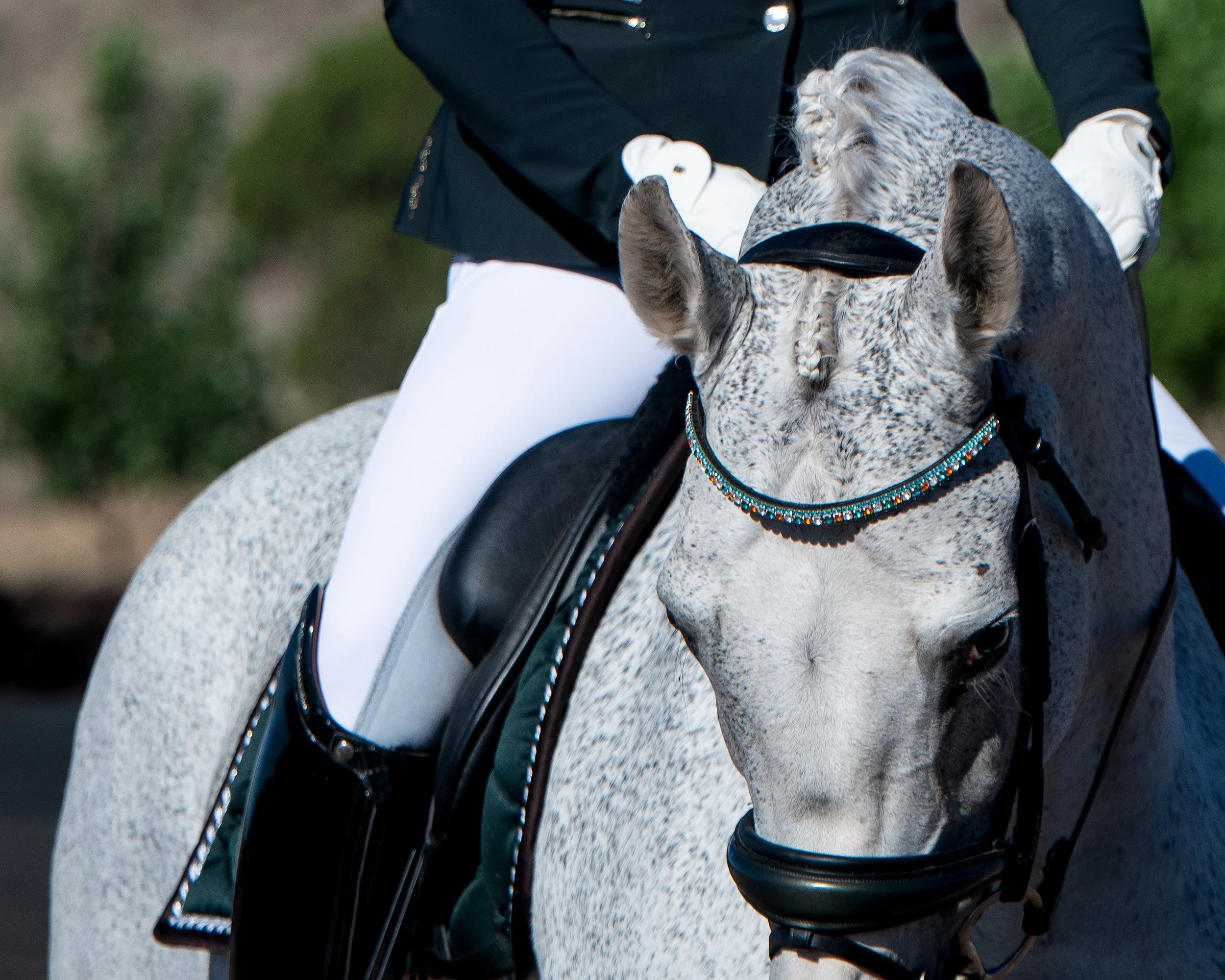 Dressage at Santa Fe I