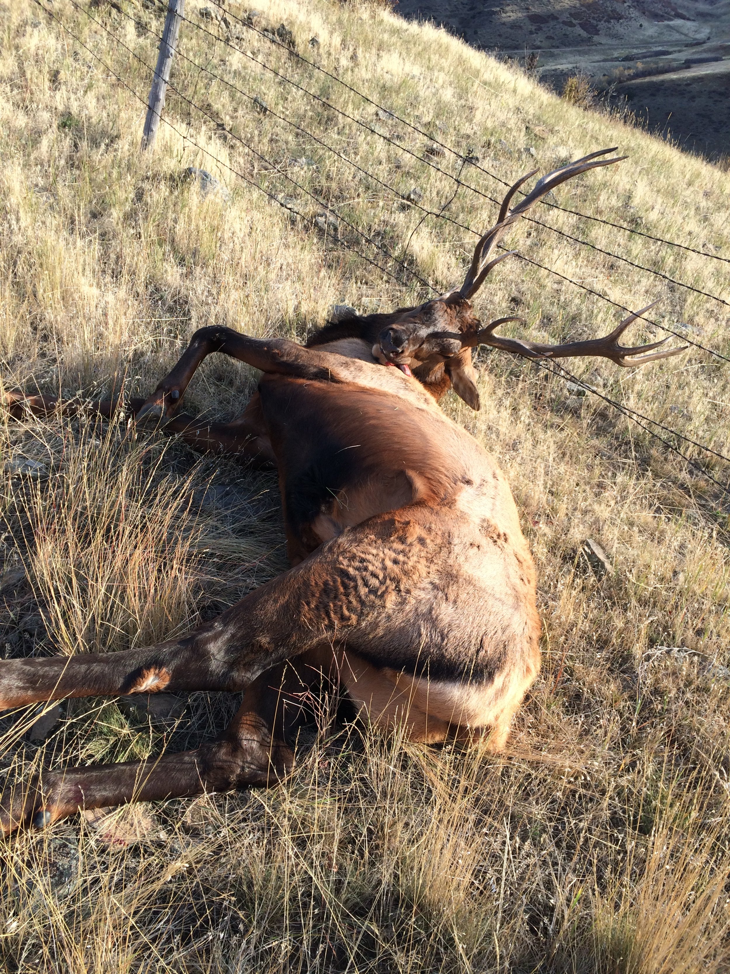 My Montana bull elk