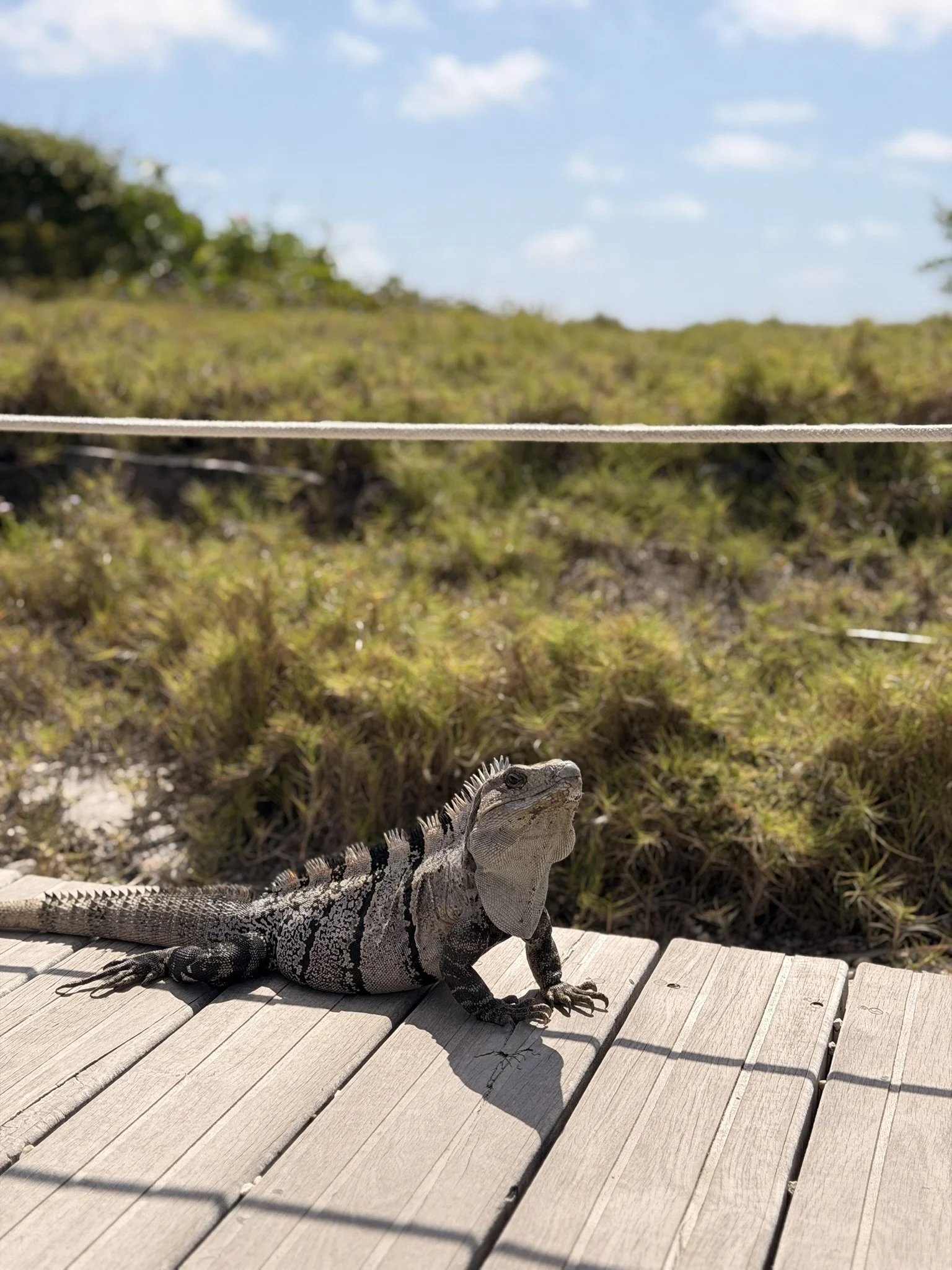 Iguana