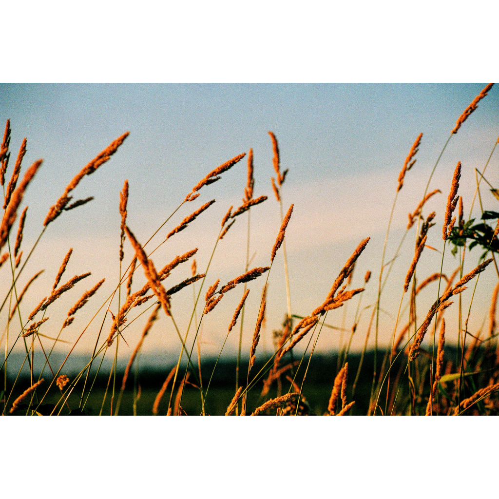 Amber Waves of Grain.