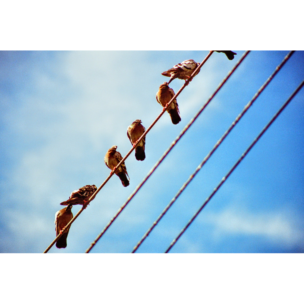 Birds.