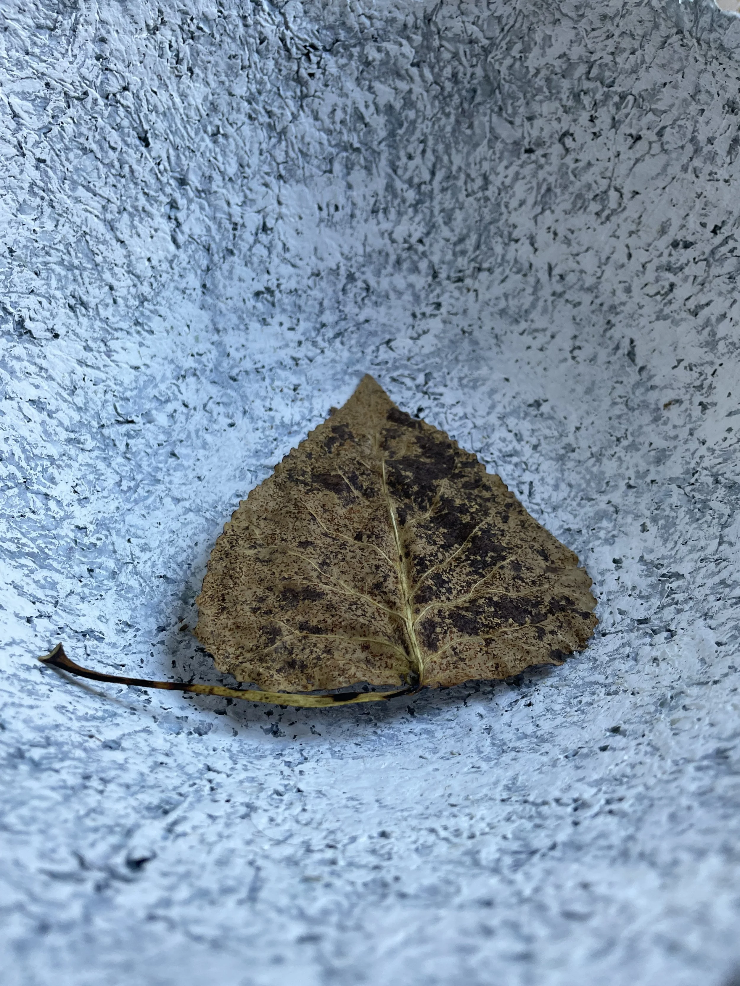 IMG_0524.jpeg
