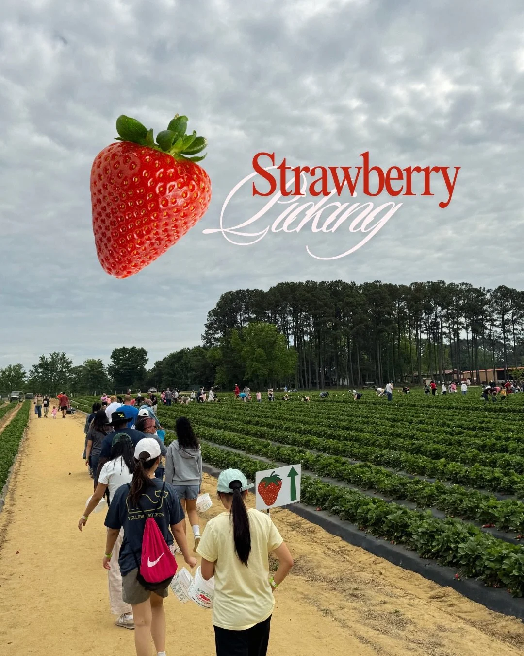 strawberry picking 🍓