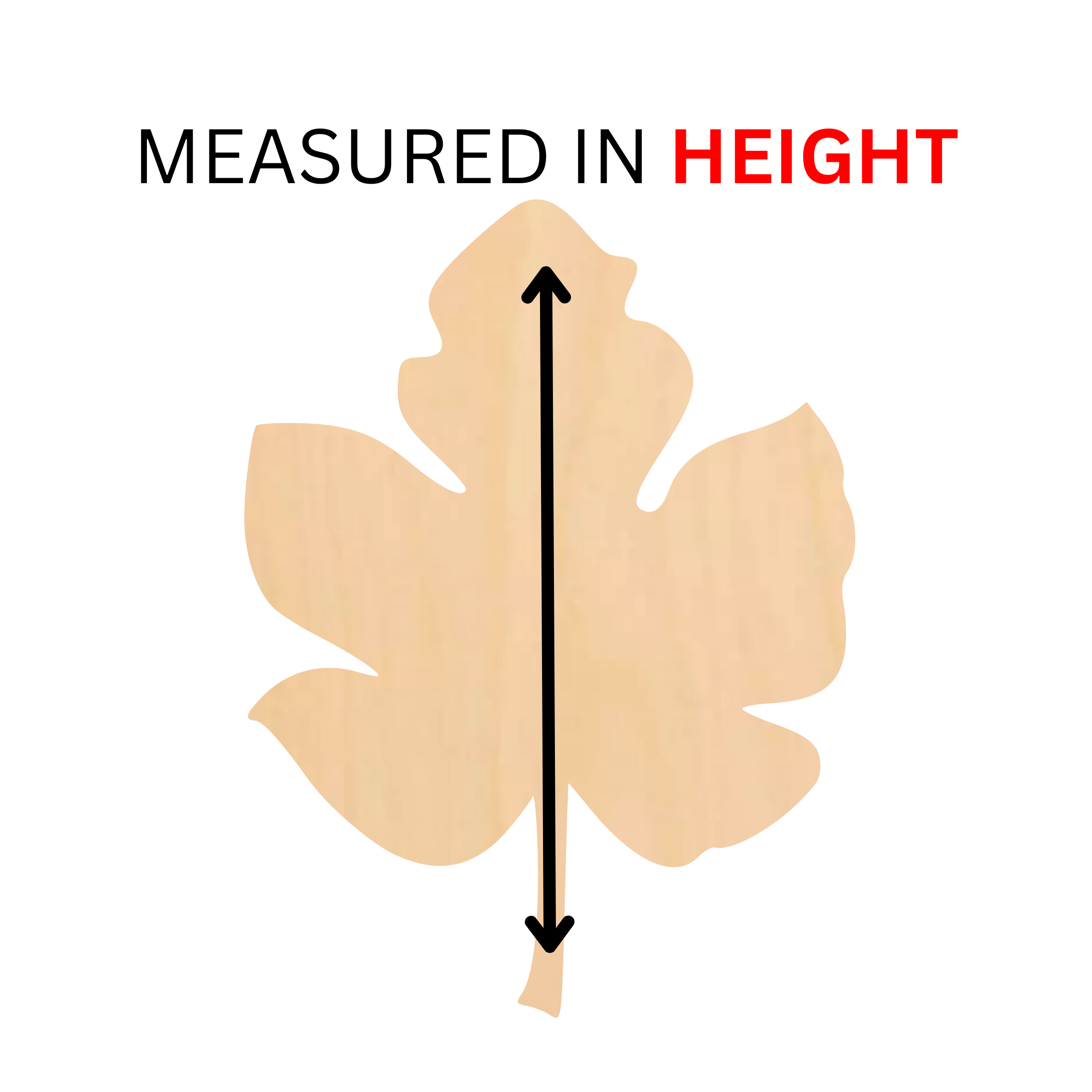 MEASURED IN HEIGHT.png