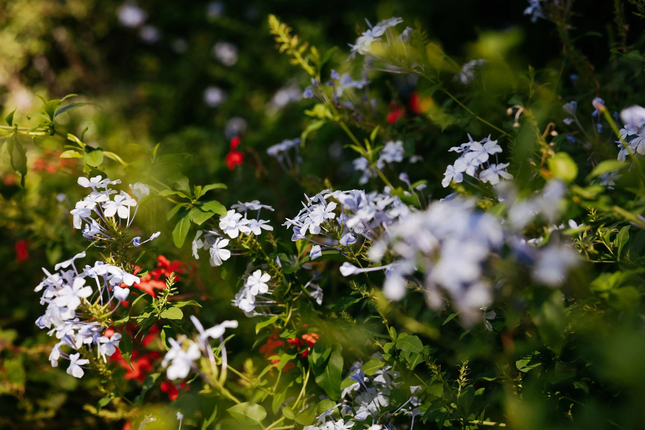 Charlotte & Merrick -_-15.JPG