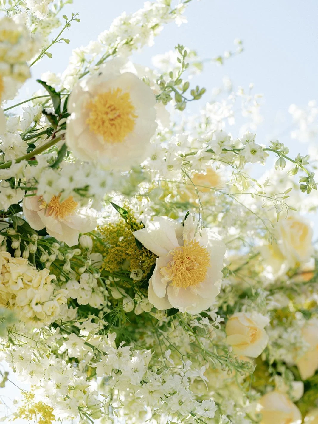 a special day for Clair De Lune peonies💛