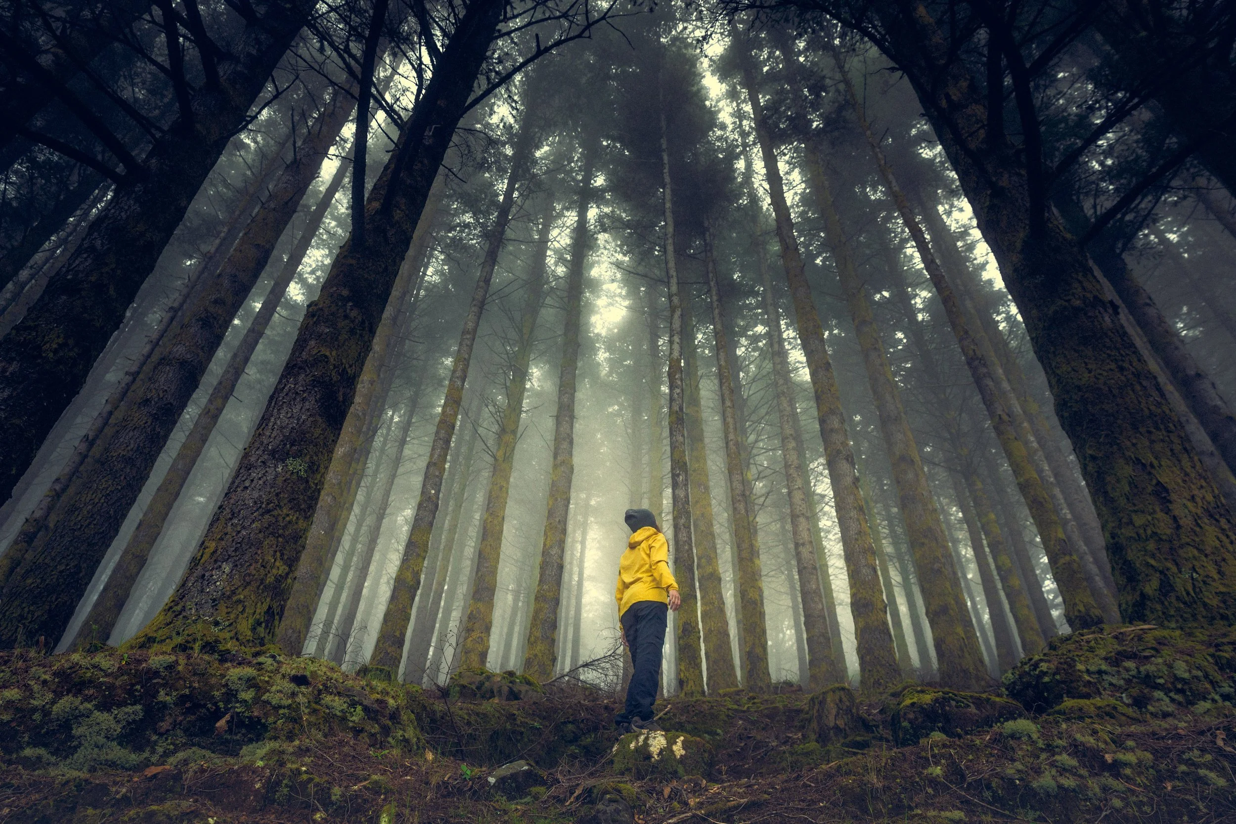 Heartwood (Norfolk and Norwich Festival) Review