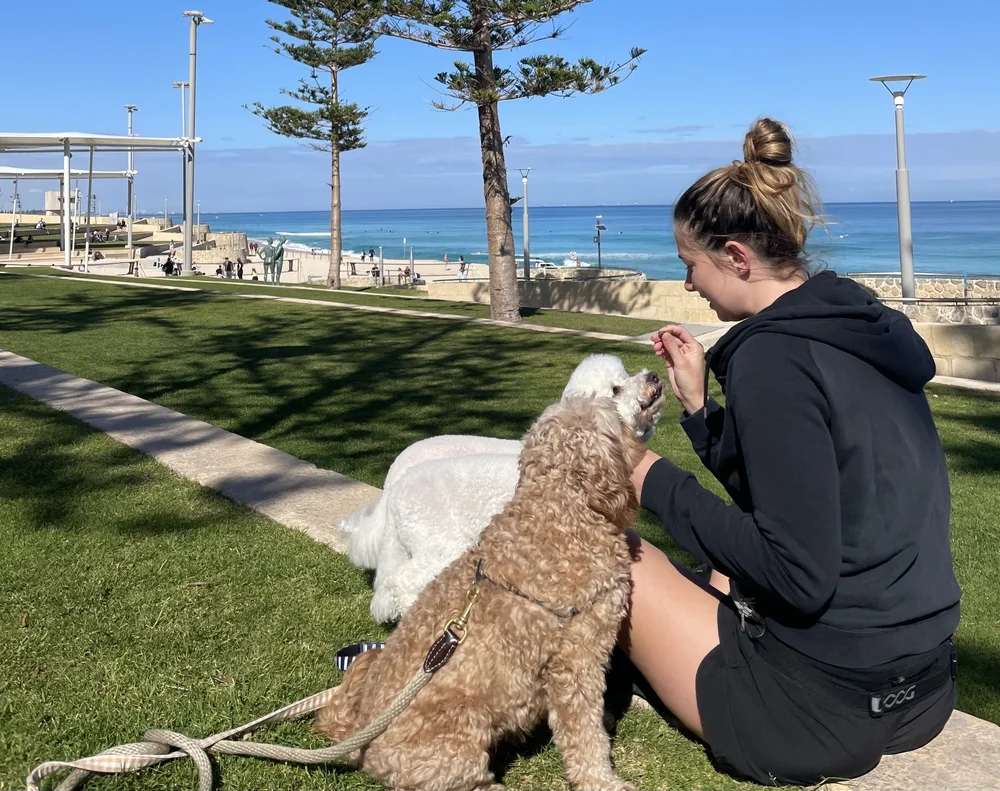 Your Dog's Day Dog Training Perth Scarborough