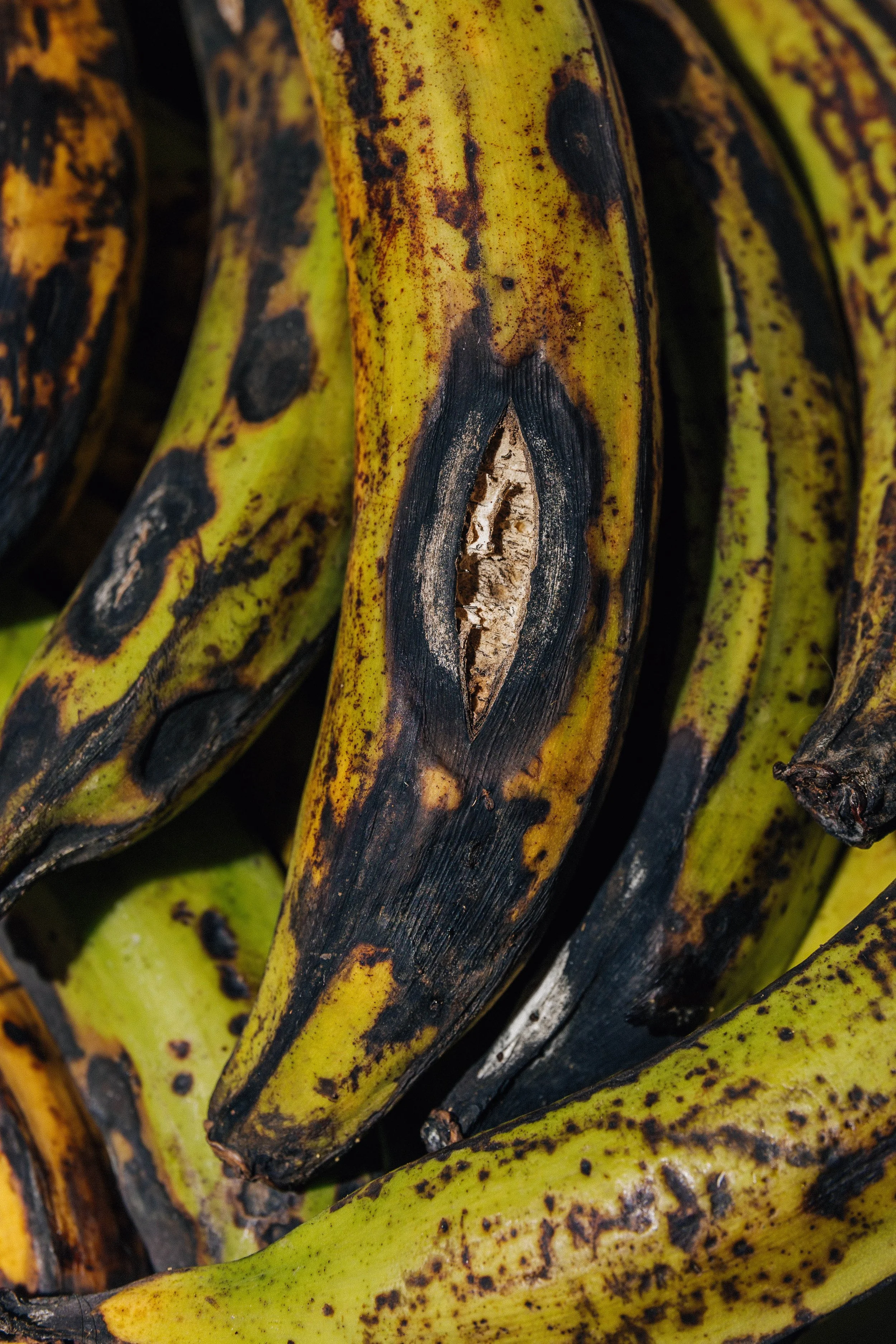 web platanos.jpg