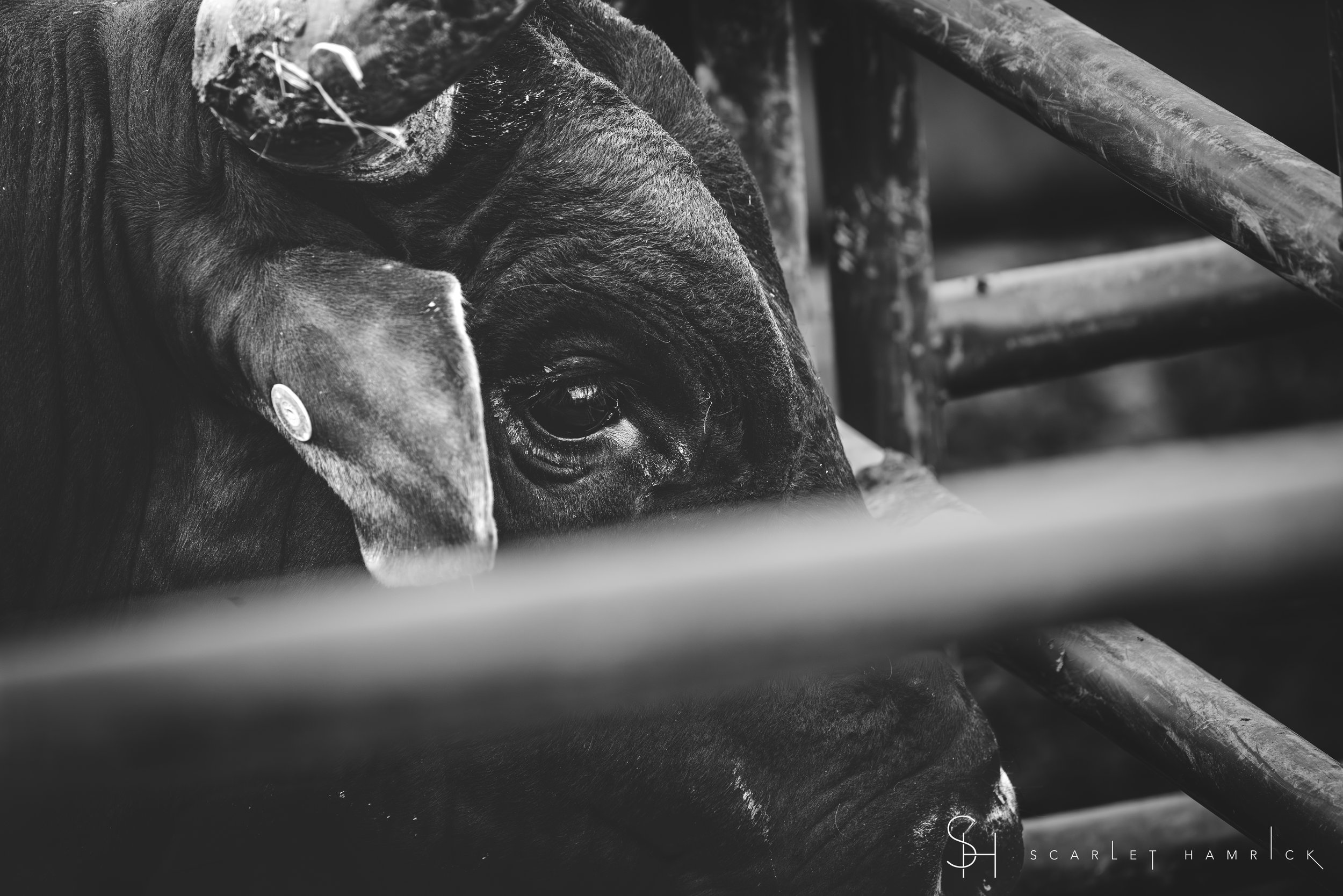 PENNED IN-1.jpg