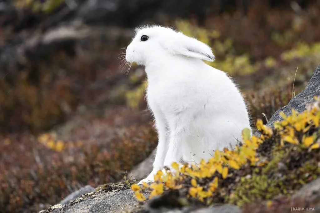 WhatsApp Image 2026-03-12 at 18.25.44 (1).jpg