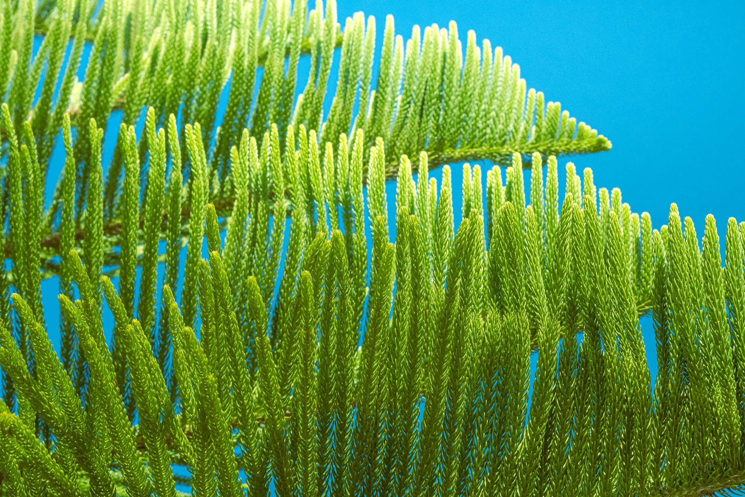 GUUD Finance inks working capital deal with Australian biofuels producer