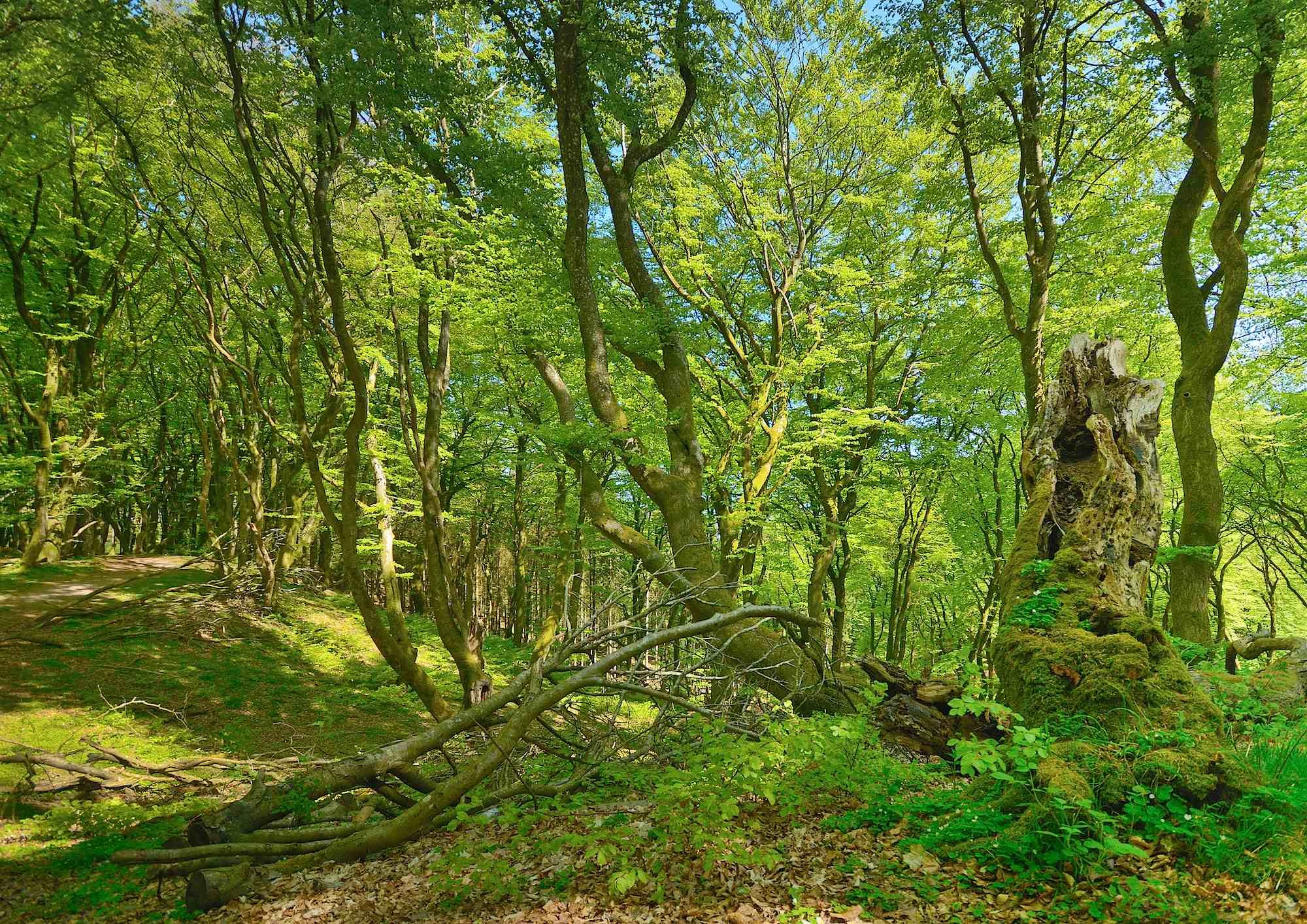 Roldskov 3.jpg