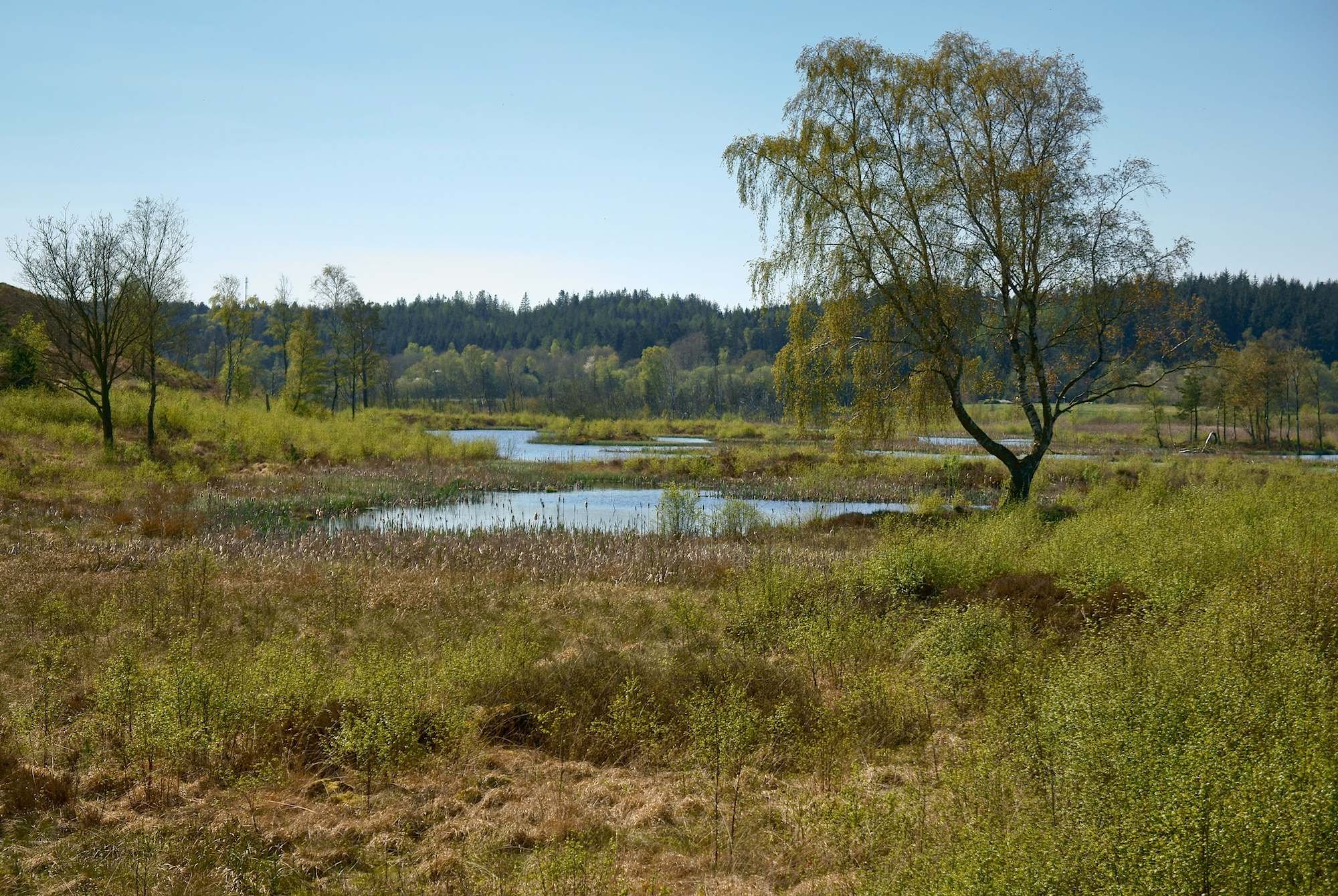 Bøllingsø.jpg