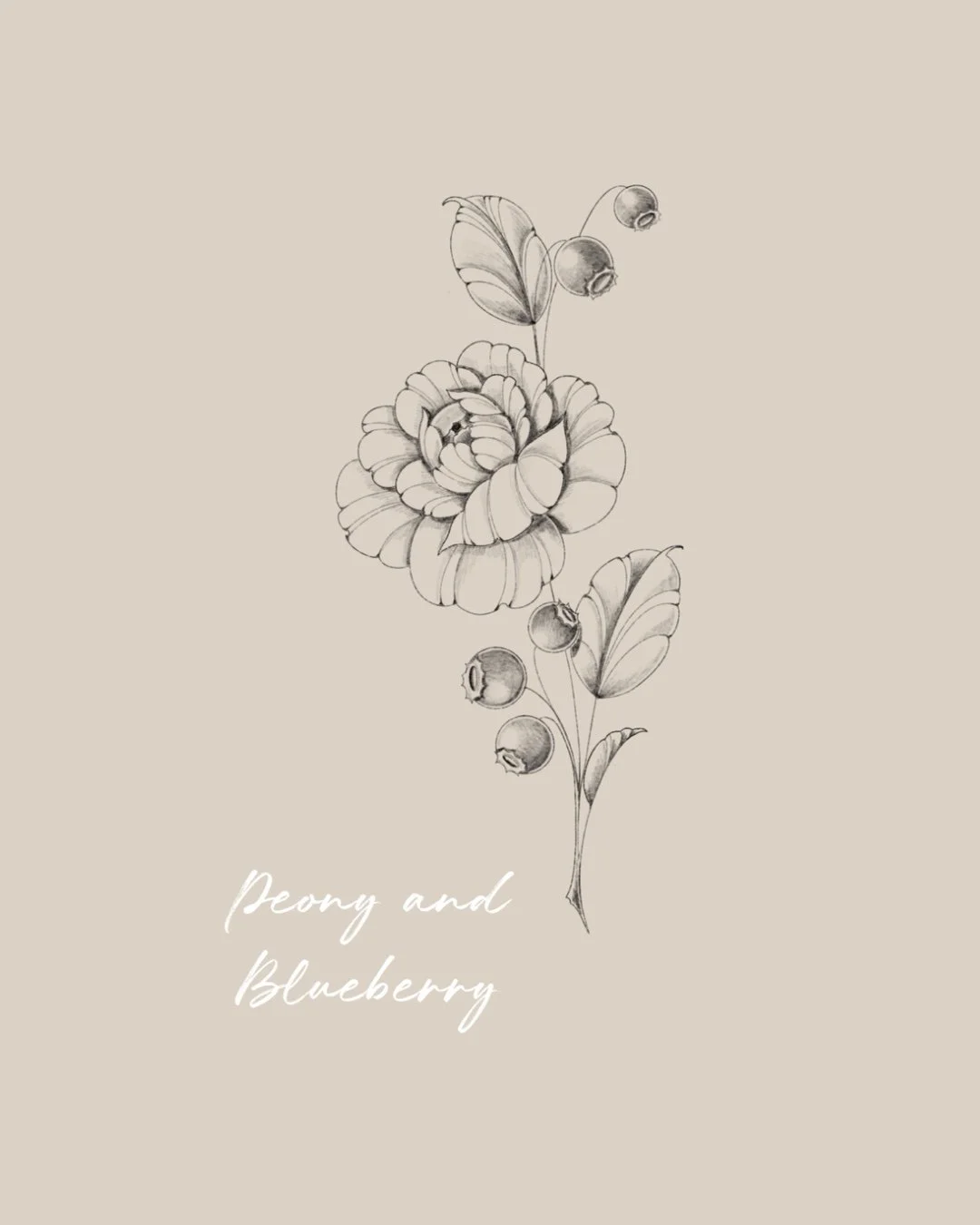 Line drawing of a peony flower with blueberries on a beige background, Fineline & Botanical Tattoo Design Concept at Inkwaves tattoo Studio