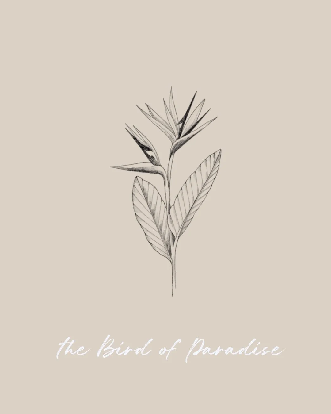 A minimalist black and white drawing of a bird of paradise flower - Fineline & Botanical Tattoo Design Concept at Inkwaves tattoo Studio