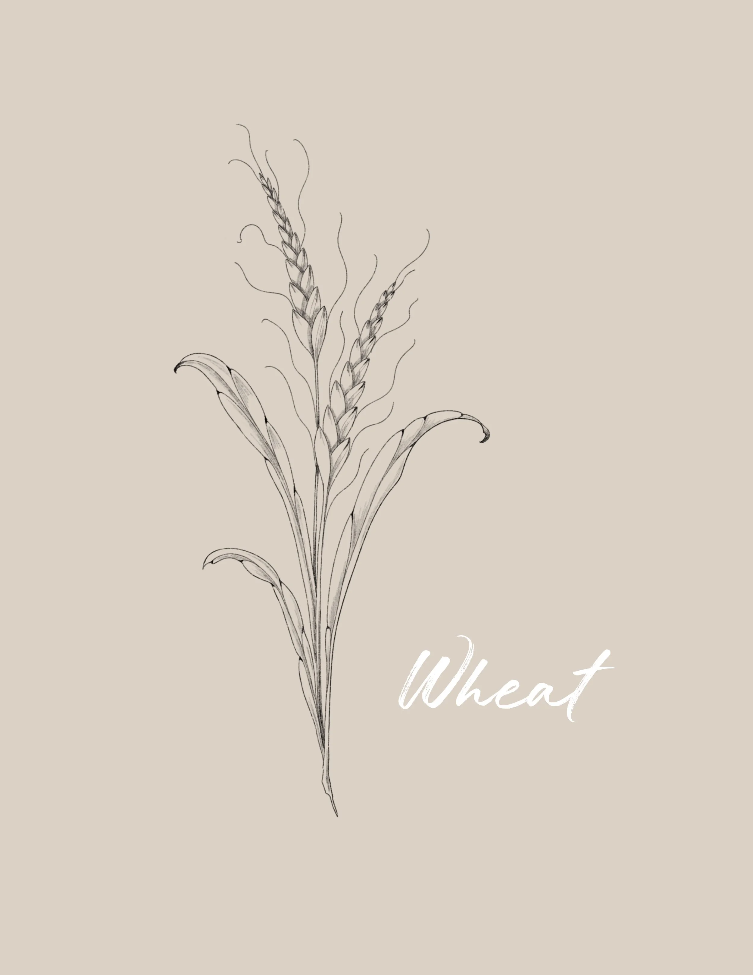 A minimalist line drawing of wheat stalks  - Fineline & Botanical Tattoo Design Concept at Inkwaves tattoo Studio
