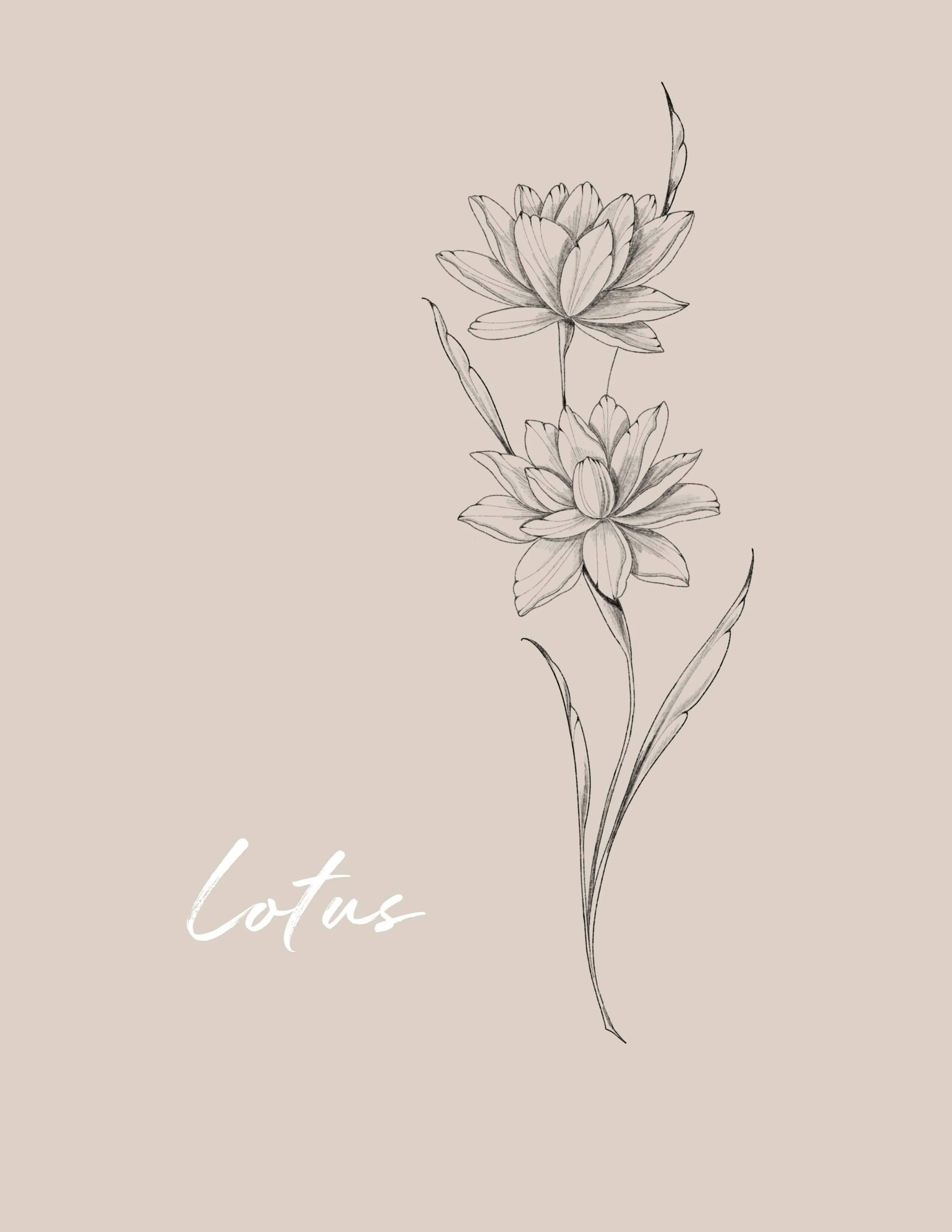 A sketch of a blooming lotus flower on a beige background with the word "lotus" written in cursive. Fineline & Botanical Tattoo Design Concept at Inkwaves tattoo Studio