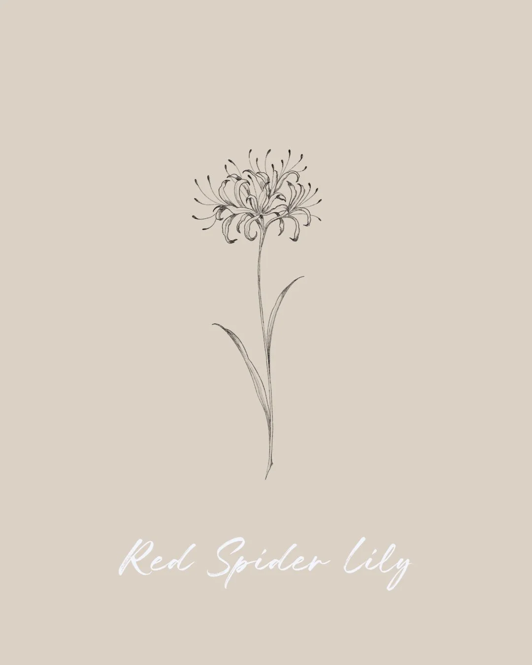 A simple line drawing of a red spider lily flower on a beige background, with the words "Red Spider Lily" written in white script at the bottom.