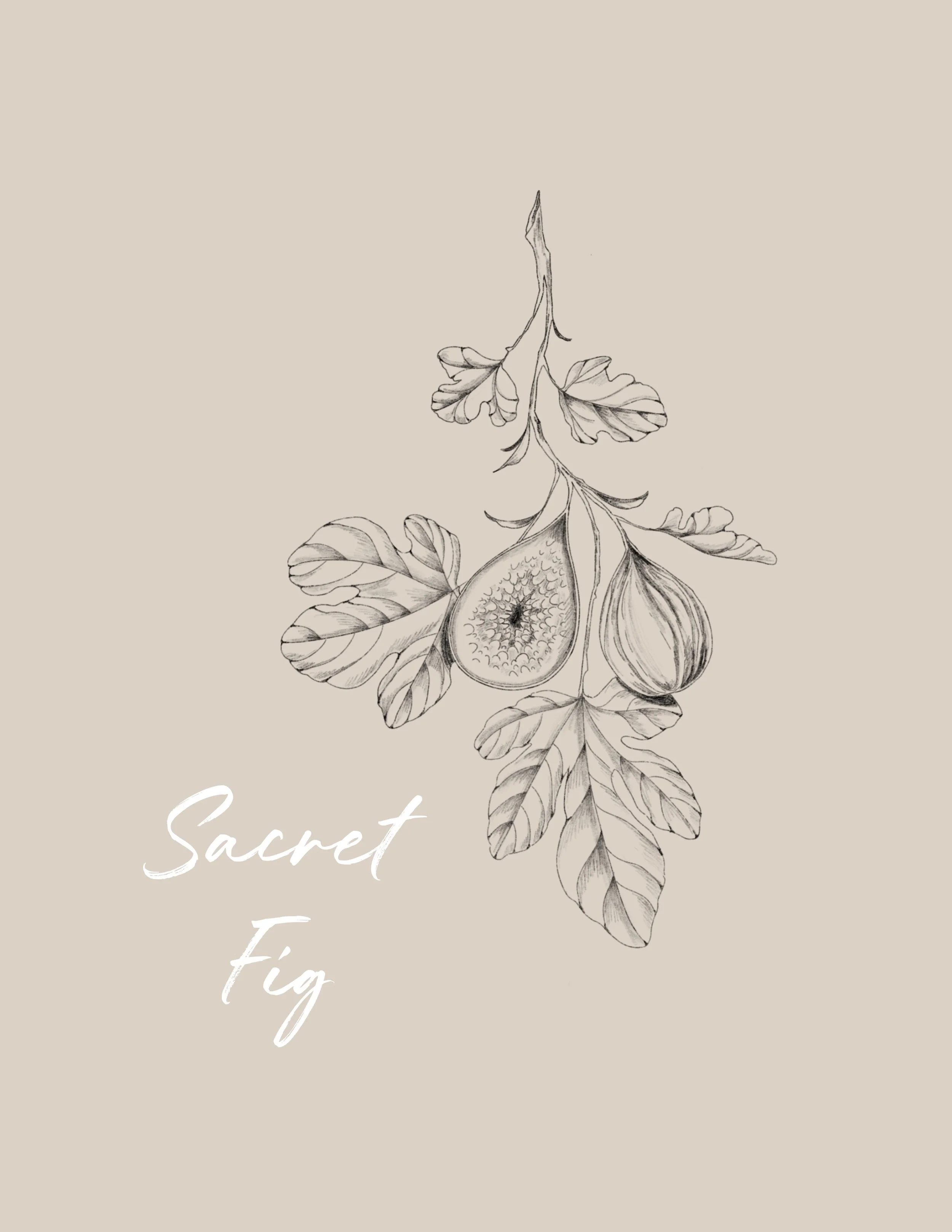 A line drawing of a fig fruit and leaves - Fineline & Botanical Tattoo Design Concept at Inkwaves tattoo Studio
