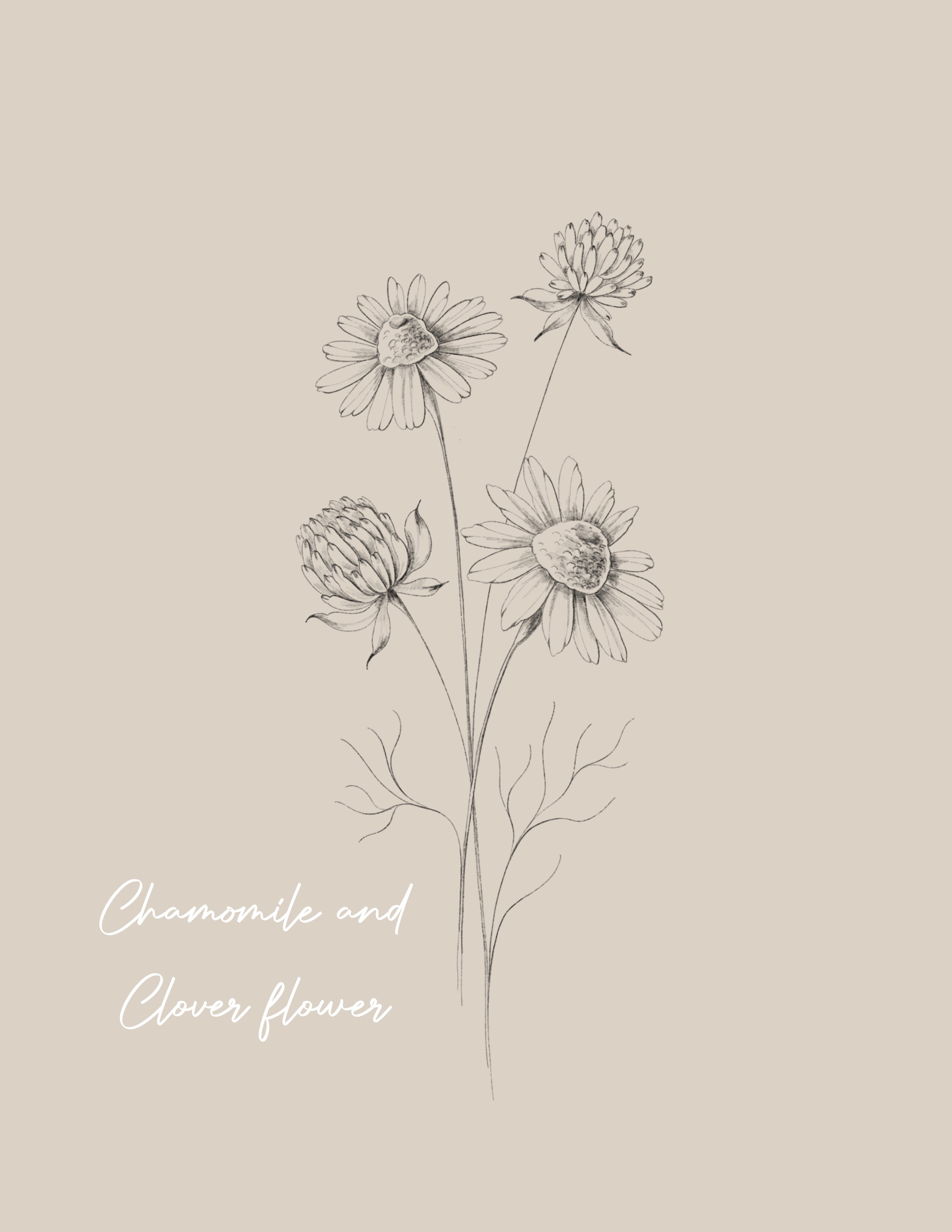 Line drawing of a chamomile and clover flower - Fineline & Botanical Tattoo Design Concept at Inkwaves tattoo Studio