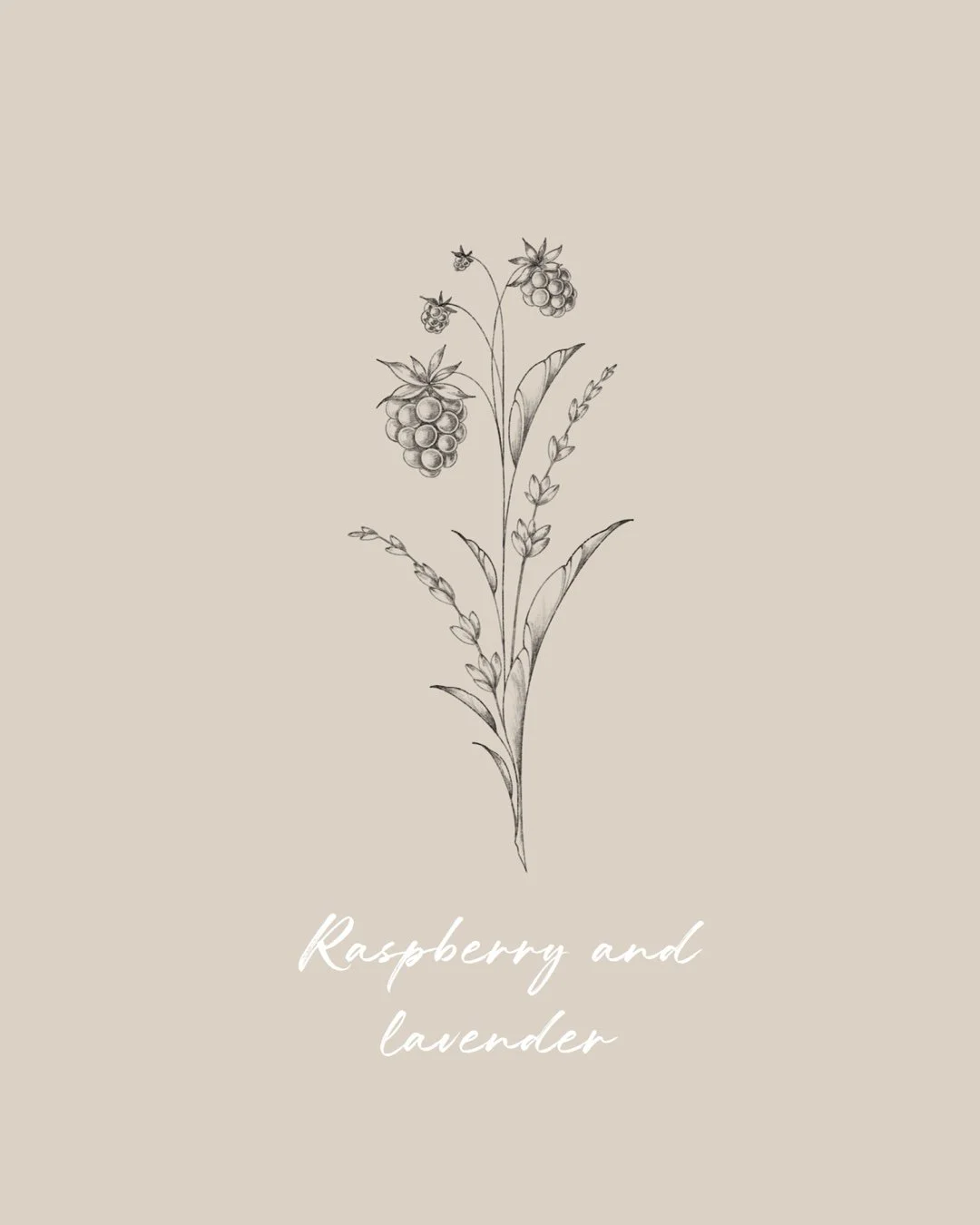 A simple sketch of a plant with raspberries and lavender, Fineline & Botanical Tattoo Design Concept at Inkwaves tattoo Studio
