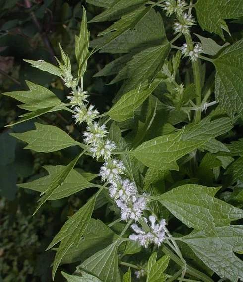 Motherwort bulk herb