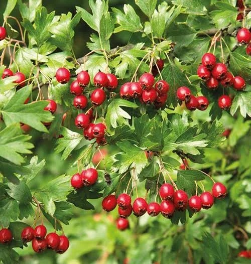 Hawthorn Berry bulk herb