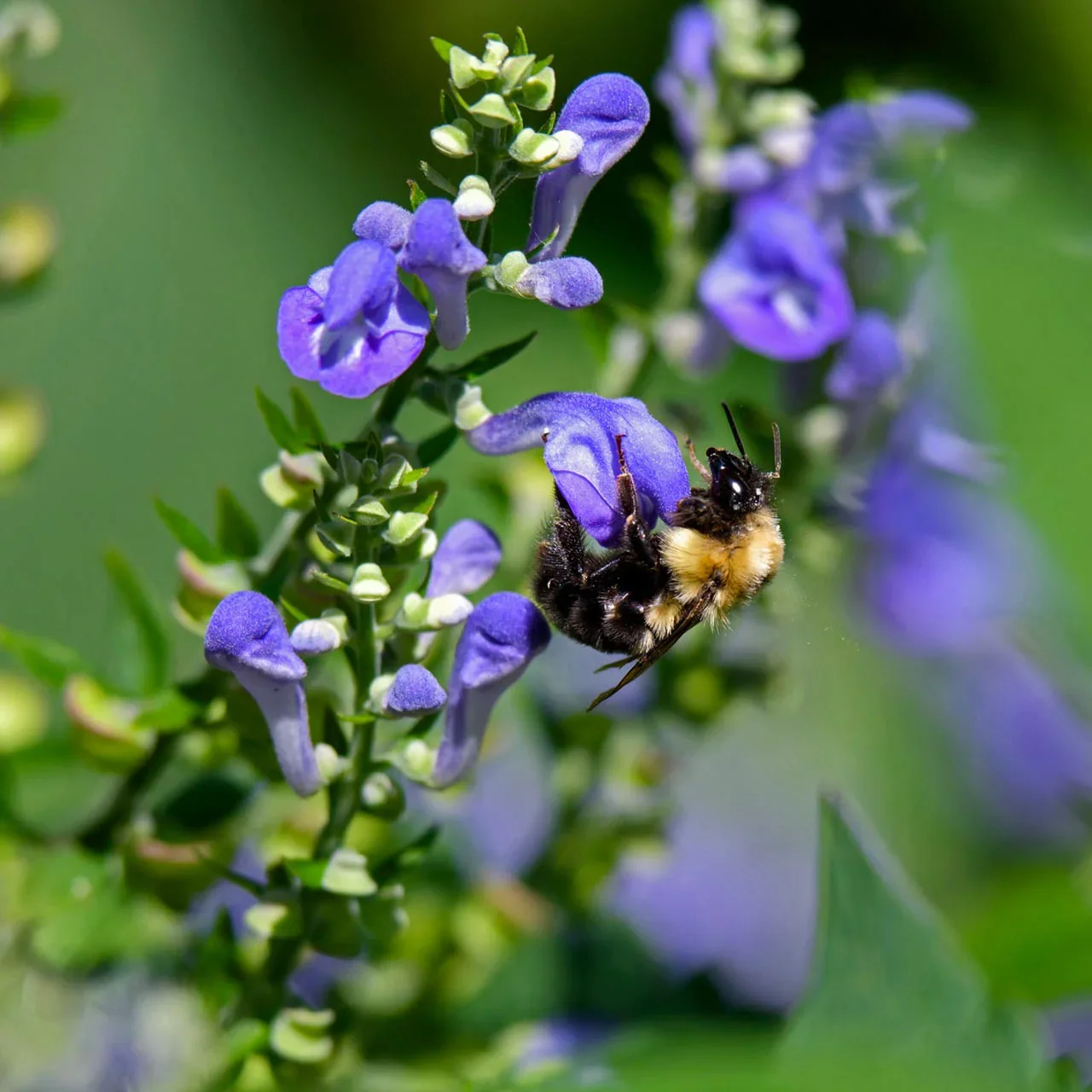 Skullcap bulk herb